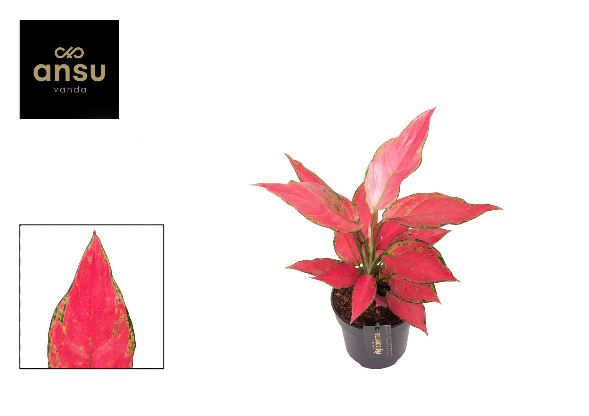 Aglaonema Cherry Baby, D 12 cm