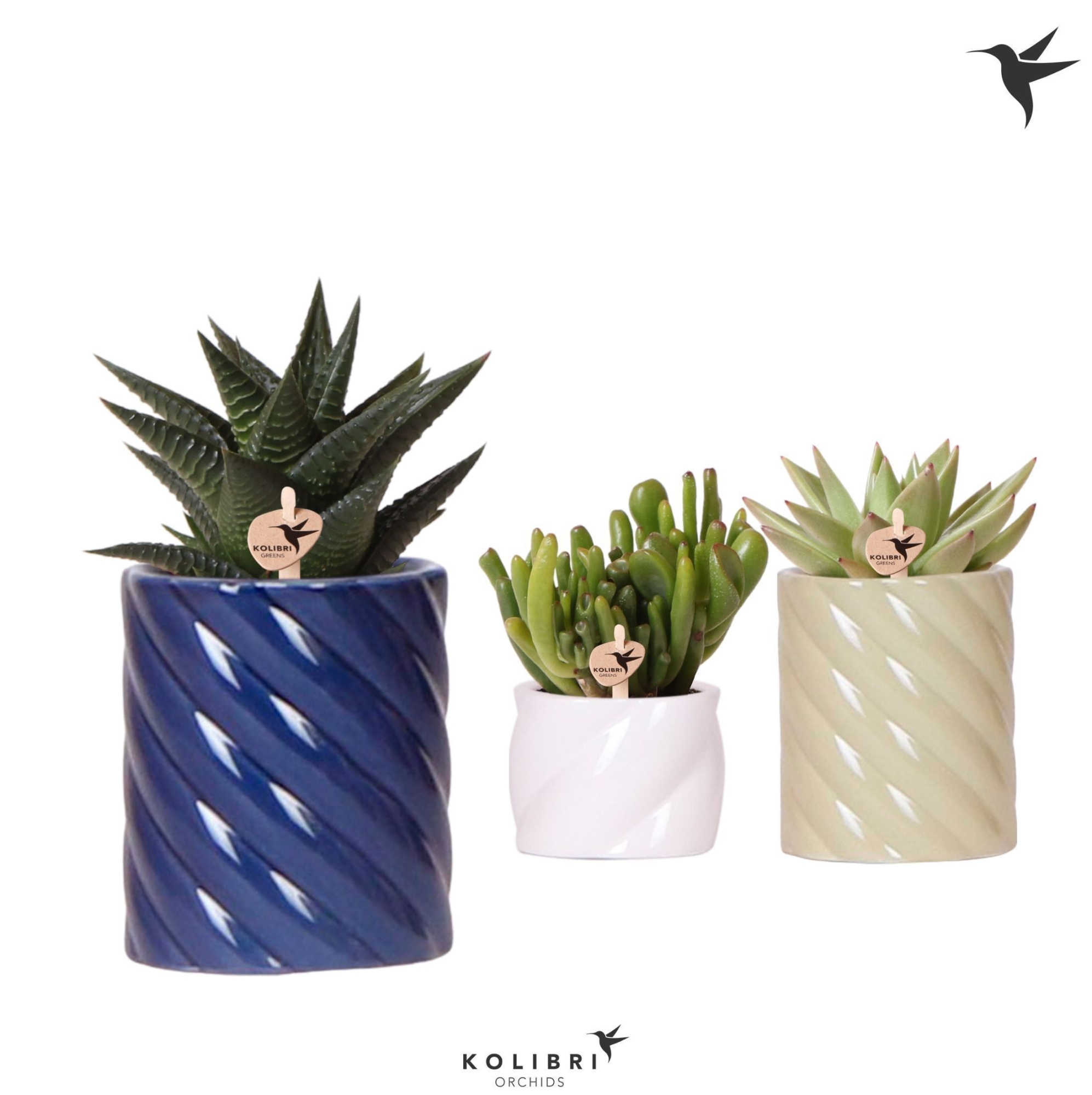 Kolibri Greens Succulenten mix in Candy pot blue mix, D 6