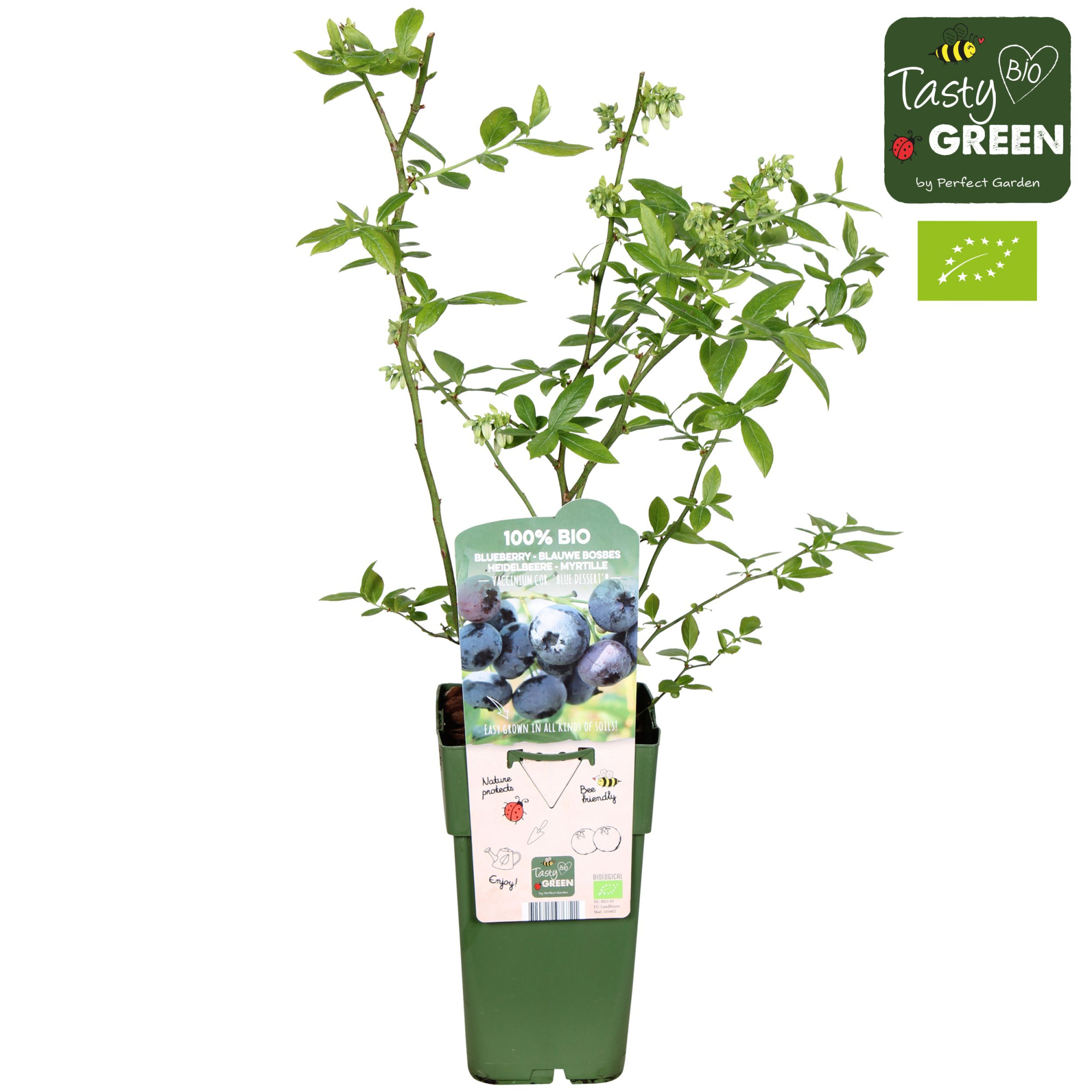 Vaccinium corymbosum 'Blue Dessert'® Bio P15, D 15 cm