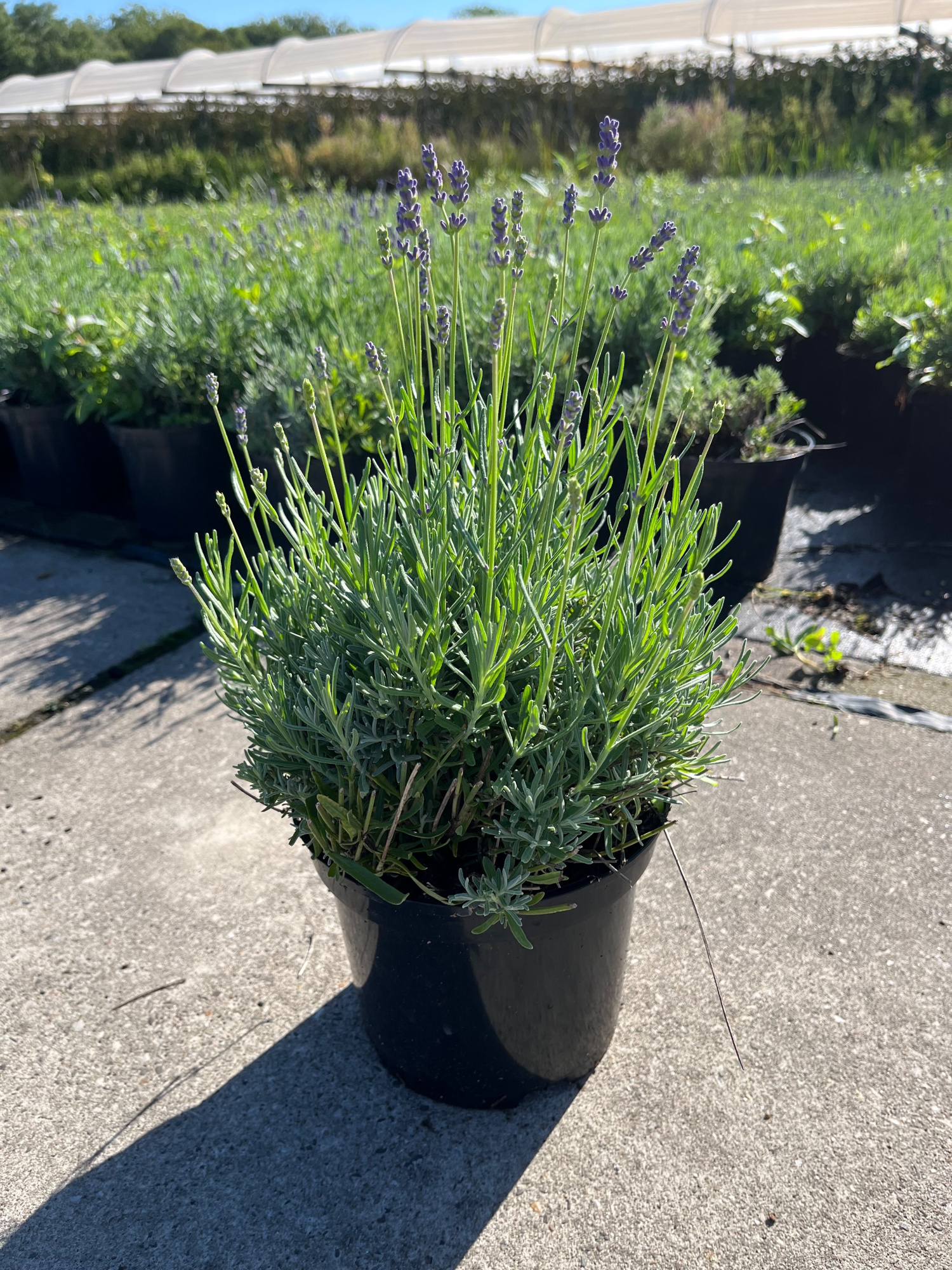 Lavandula angustifolia 'Hidcote', D 19 cm