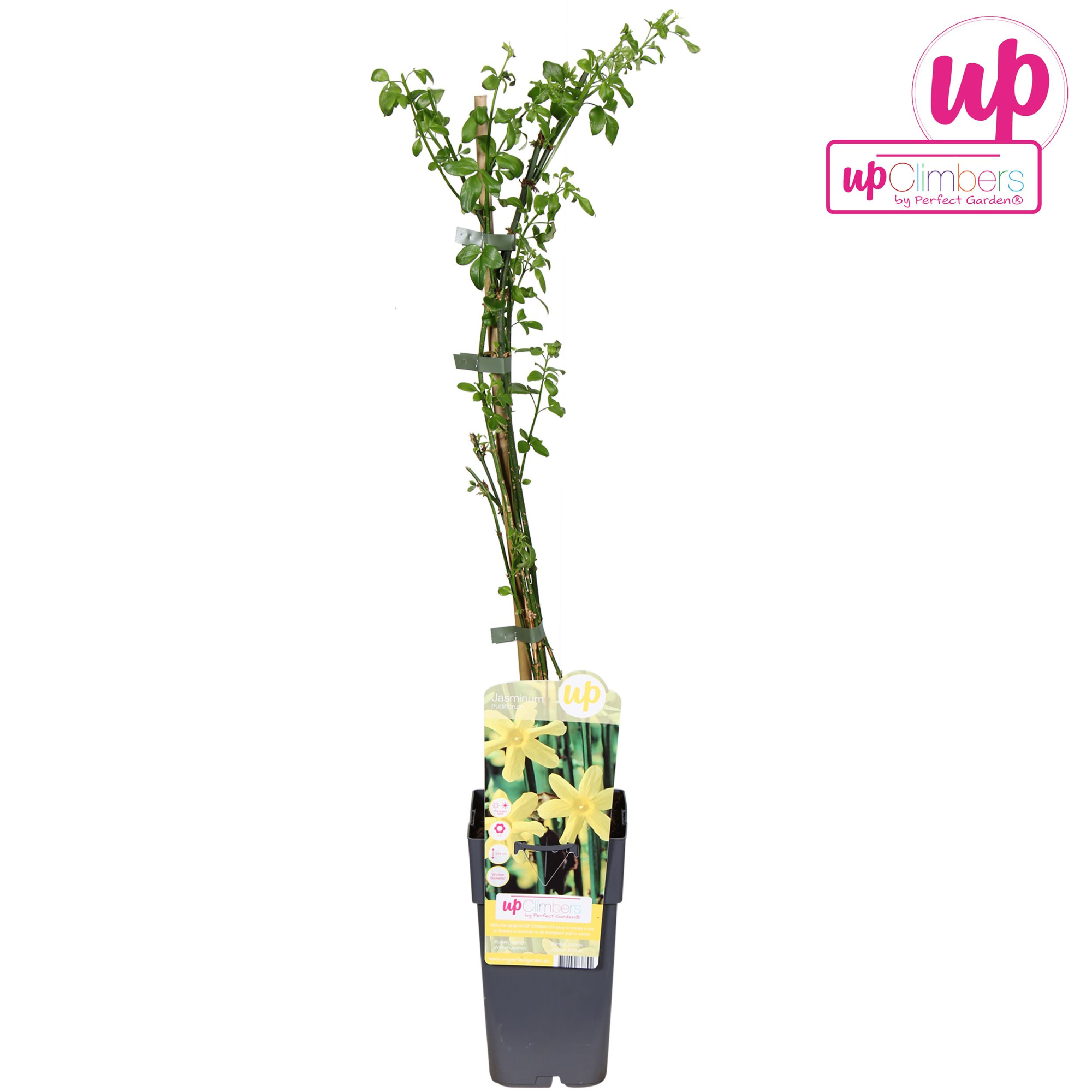 Jasminum nudiflorum P15, D 15 cm