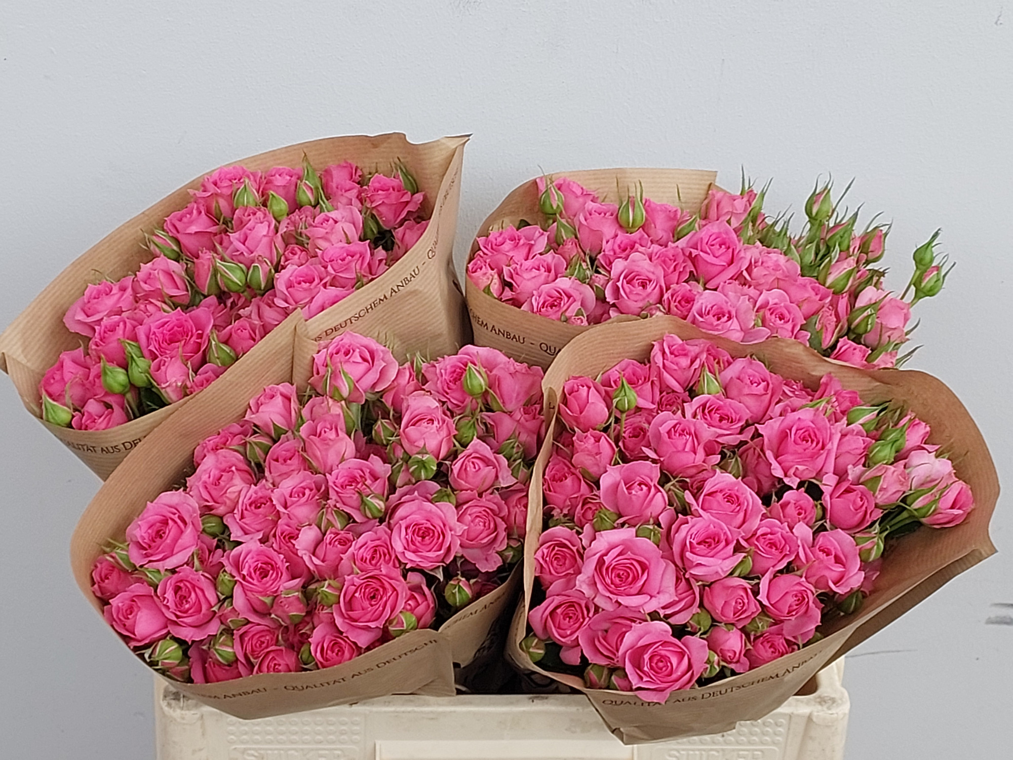 Роза куст. Пинк Дайменшн 50, шт.