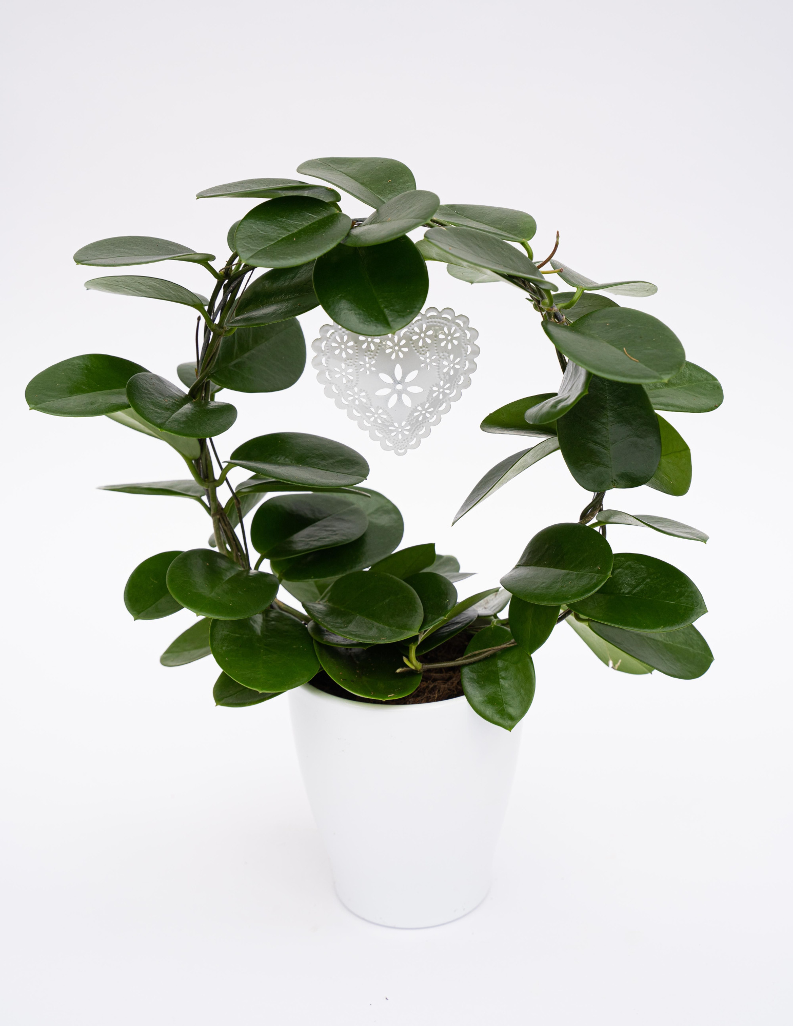 Hoya australis Boog ker. arr Hart wit, D 12 cm