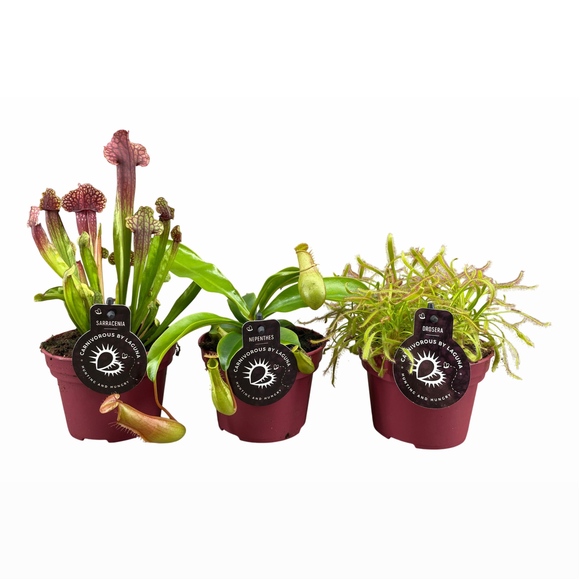 Vleesetende planten mix | 2 Nepenthes, 2 Sarracenia, 2 Drosera Capensis, D 12