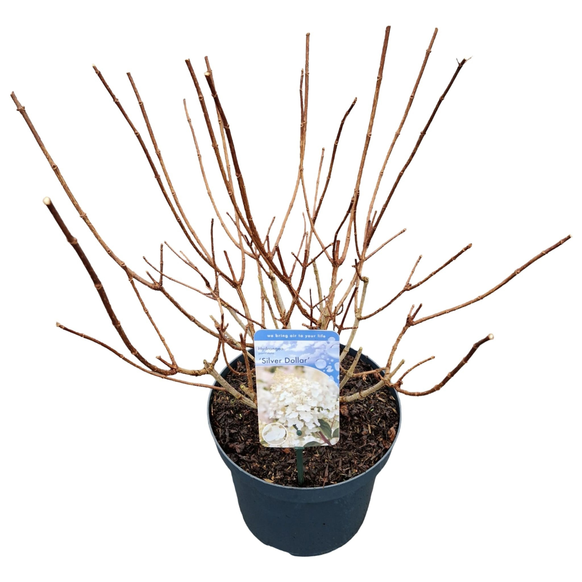 Hydrangea pan. 'Silver Dollar', D 26