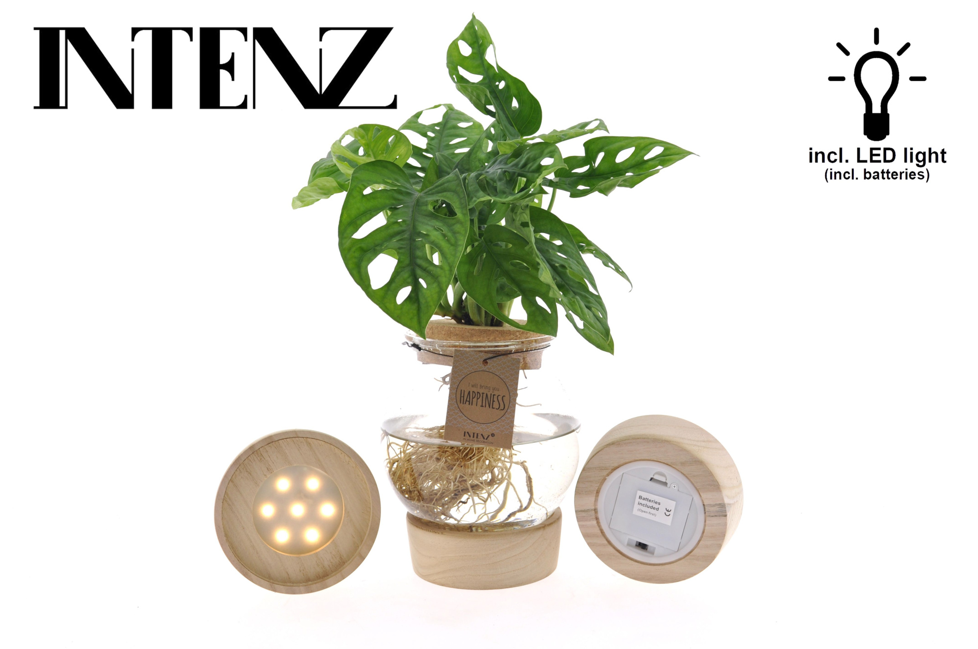 Monstera adansonii 12cm in Bolglas + Klikkurk+LED -levertijd 24h, D 12 cm