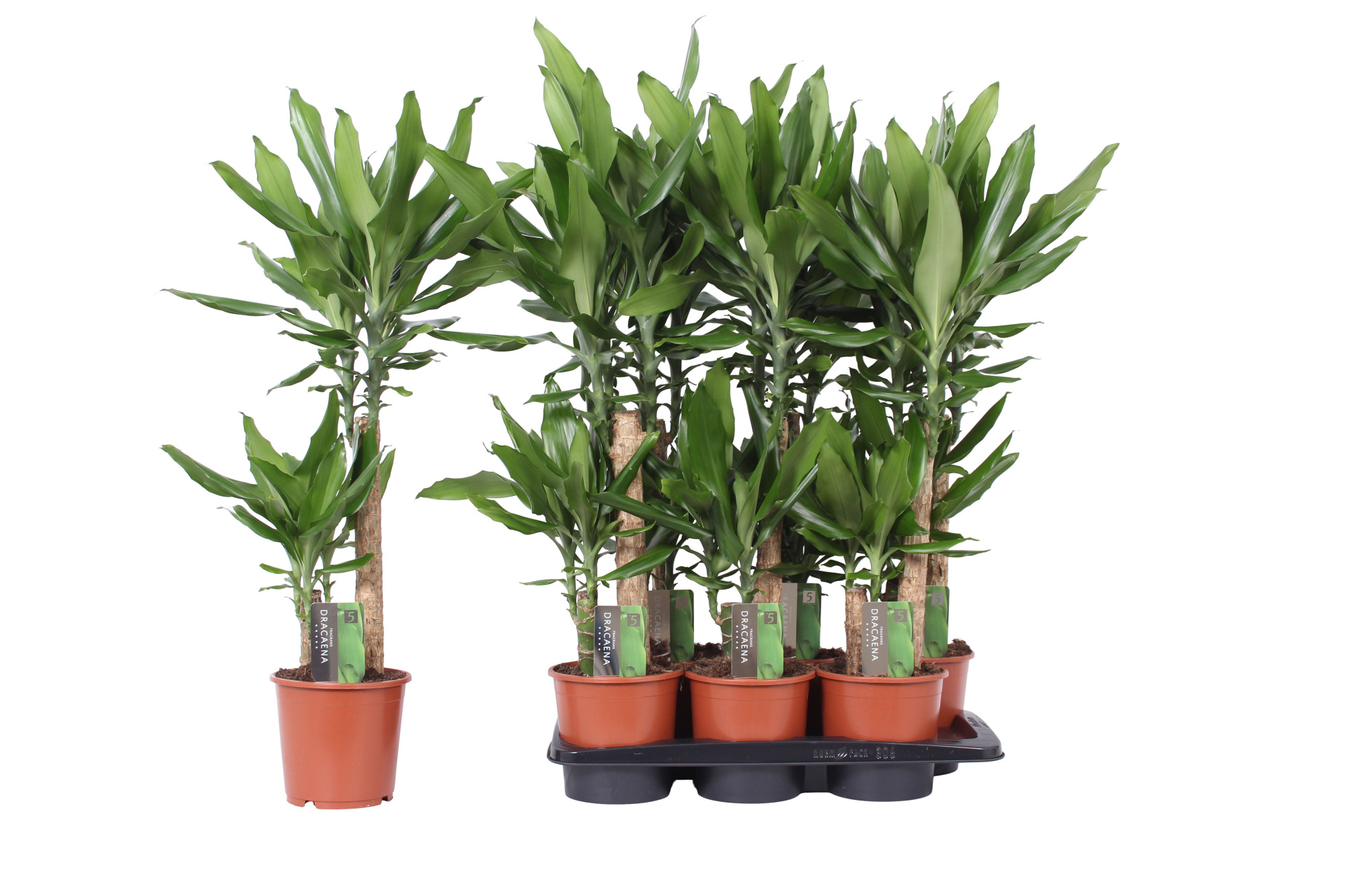 Dracaena Steudneri Green, 17 cm pot, D 17
