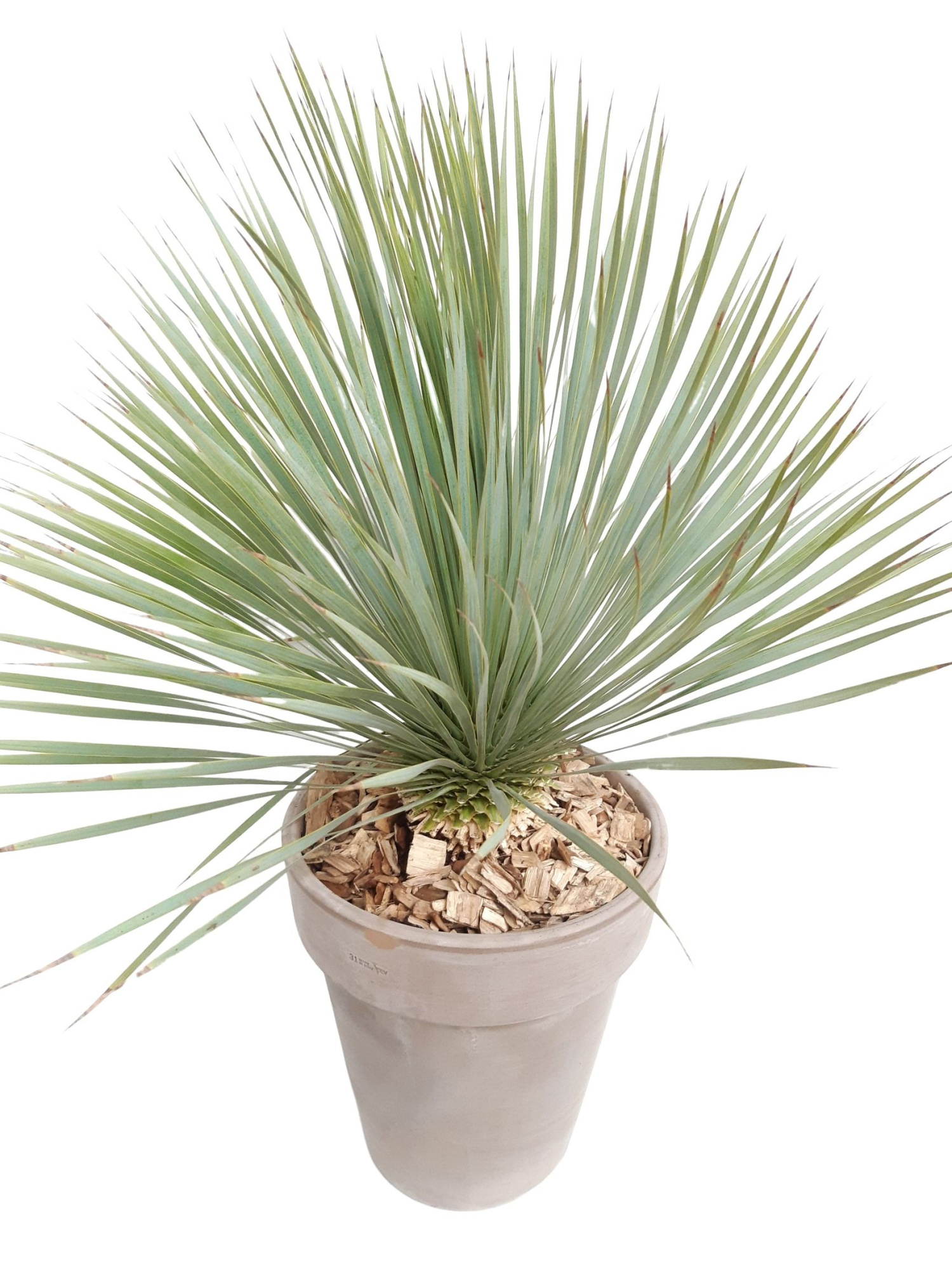 CLP31YR Clematisvaas D31 Yucca Rostrata, D 31 cm