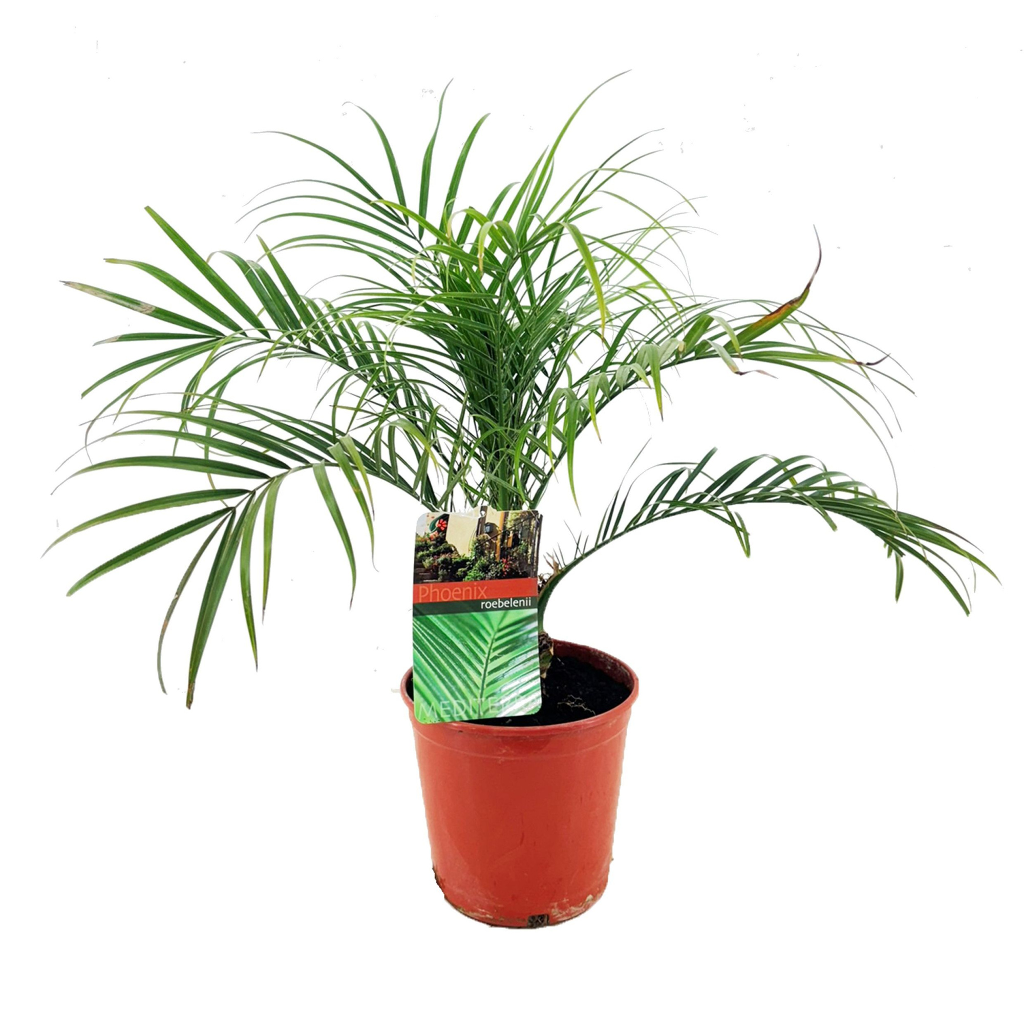 Phoenix roebelenii, D 17 cm