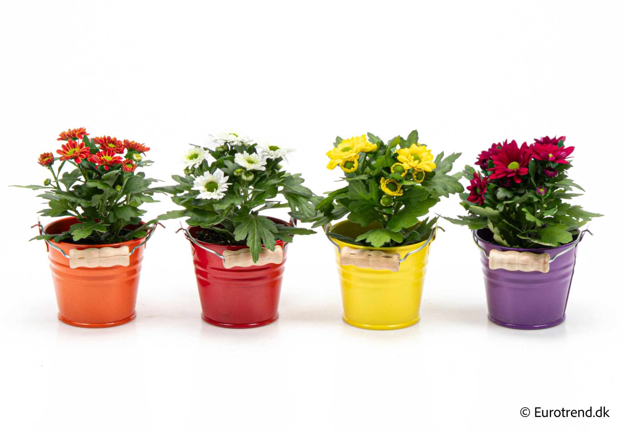 Chrysanthemum in zinc bucket - Spring, Summer & Autumn 2025, D 6 cm