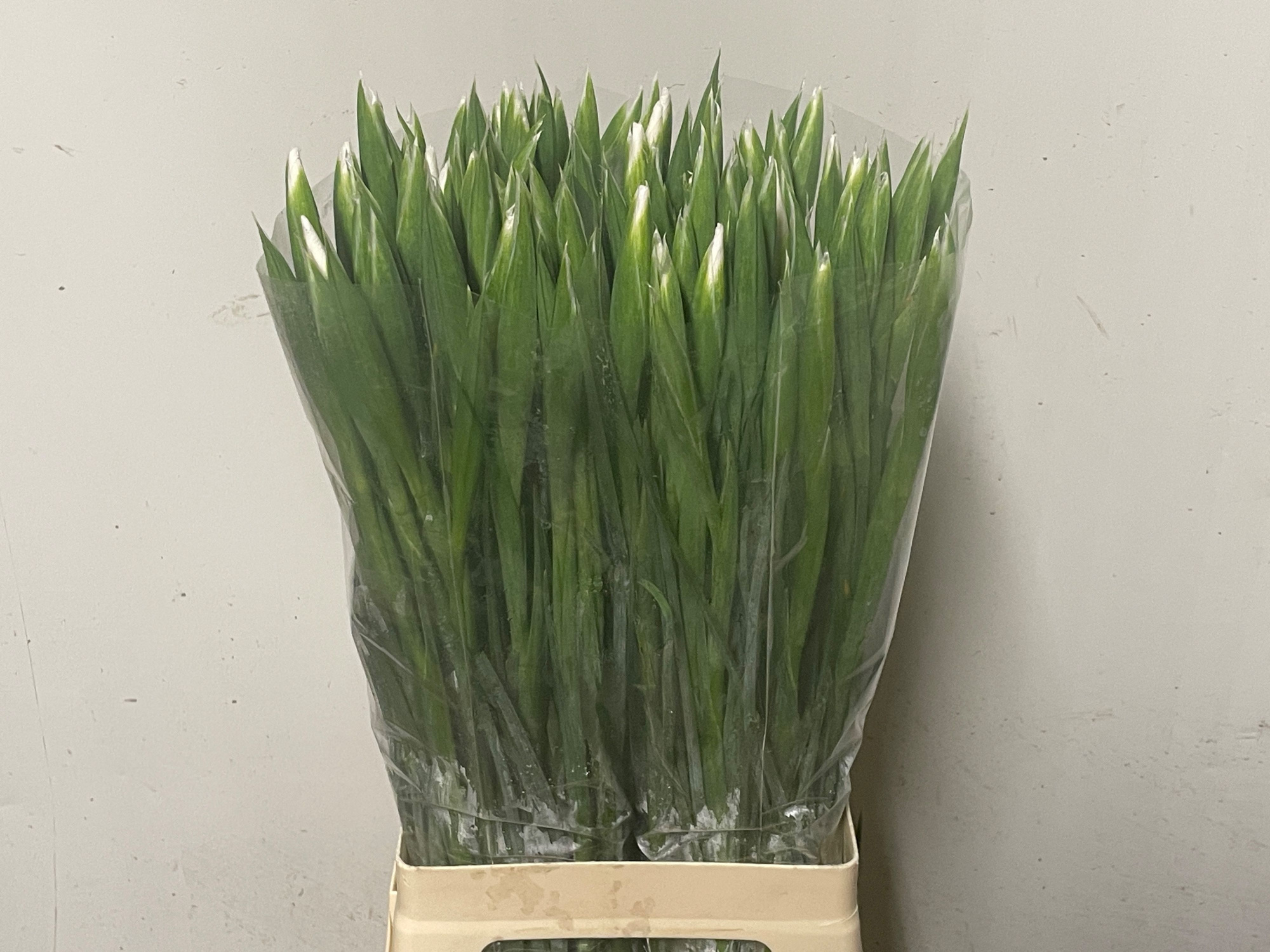 Ирис Касабланка (бел.), шт.