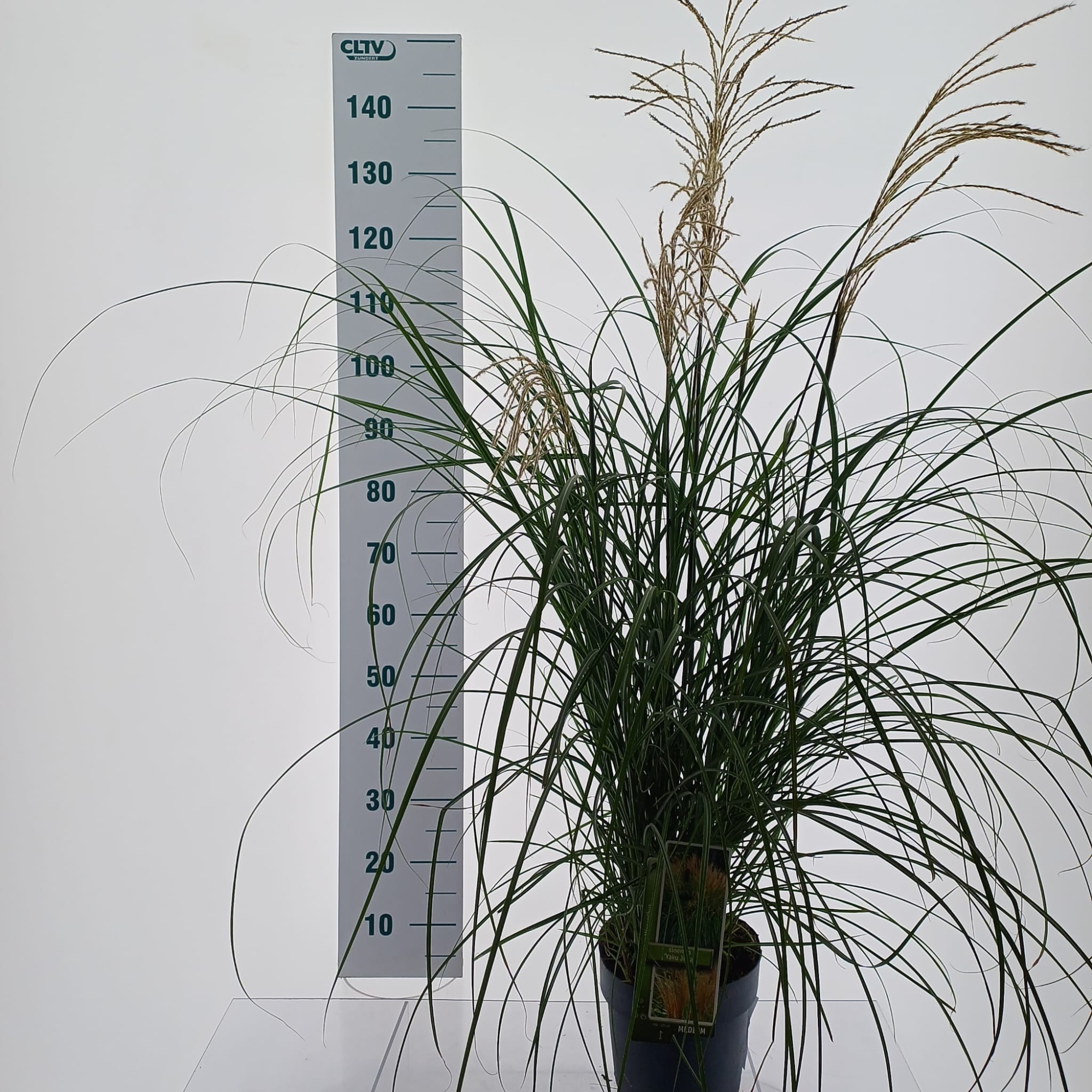 Miscanthus sin. 'Yakushima Dwarf', D 23 cm