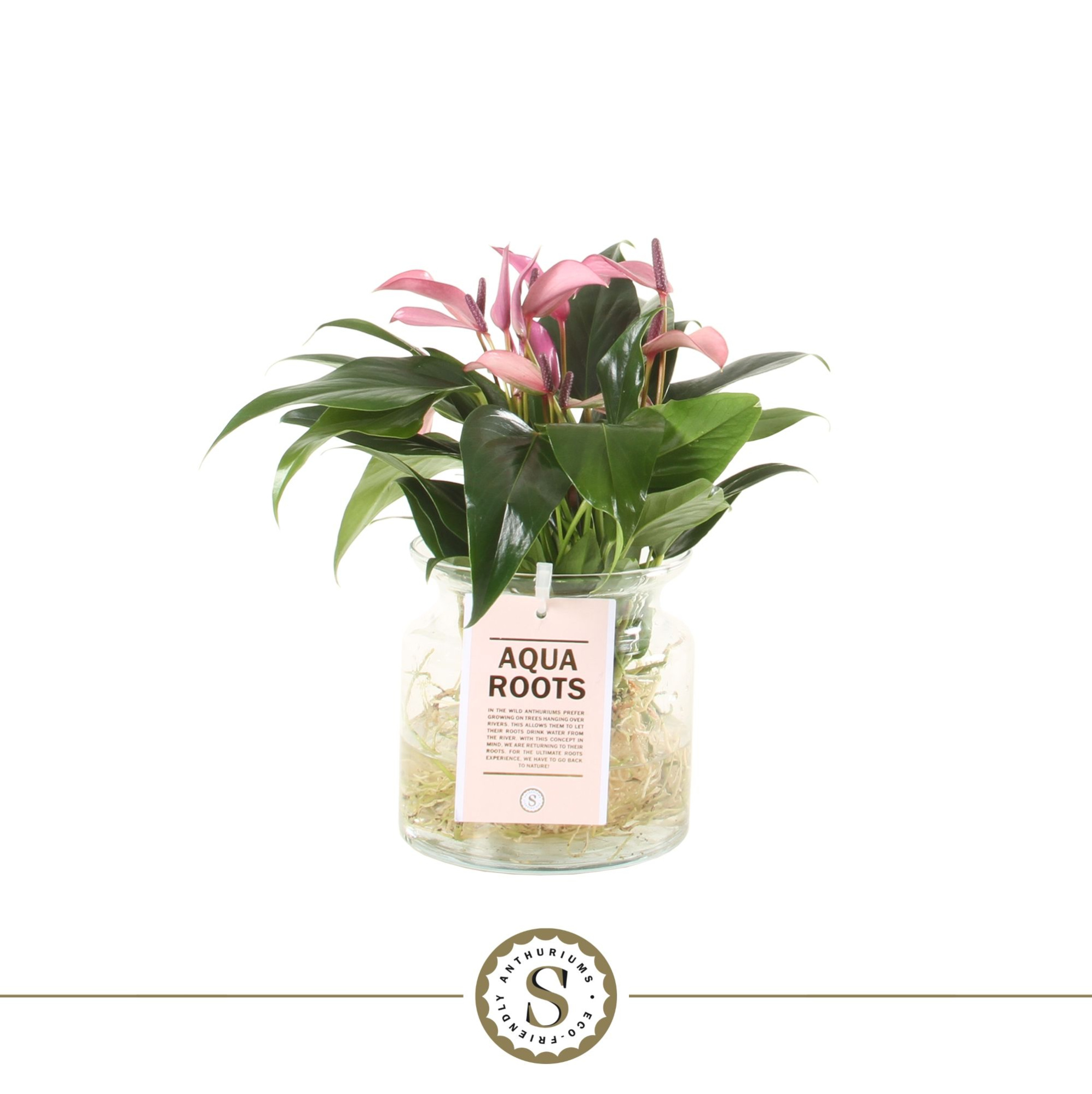 Zizou Aqua Roots in Sierglas, D 12 cm