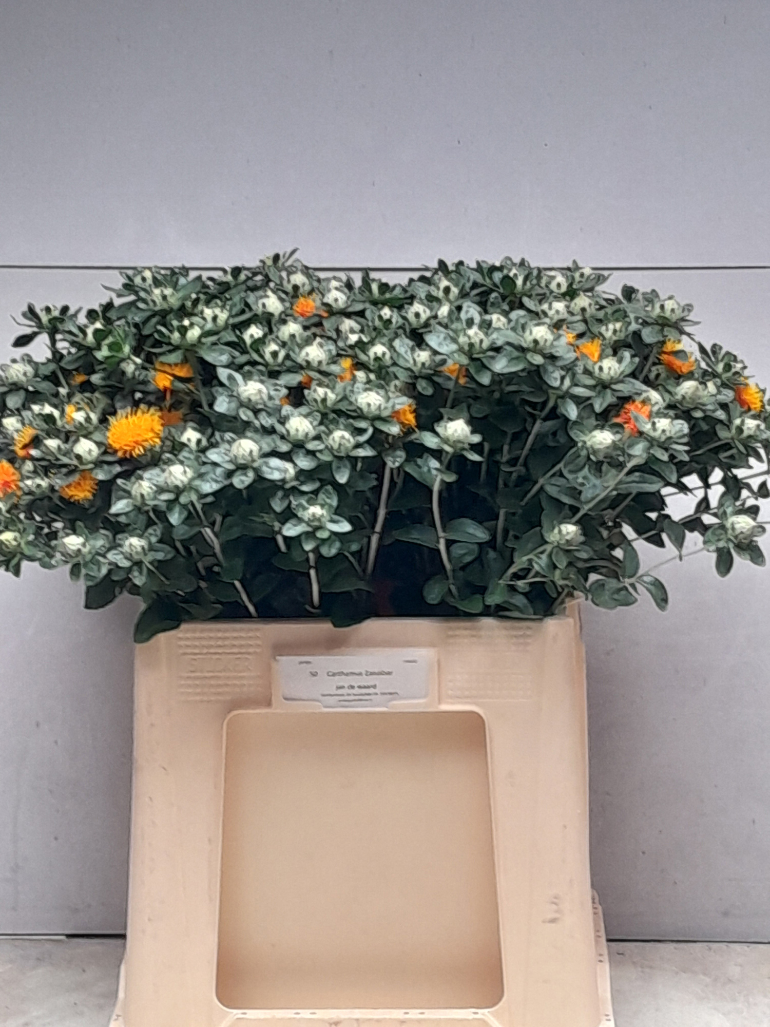 Картамус Занзибар 60 (оранж.), шт.