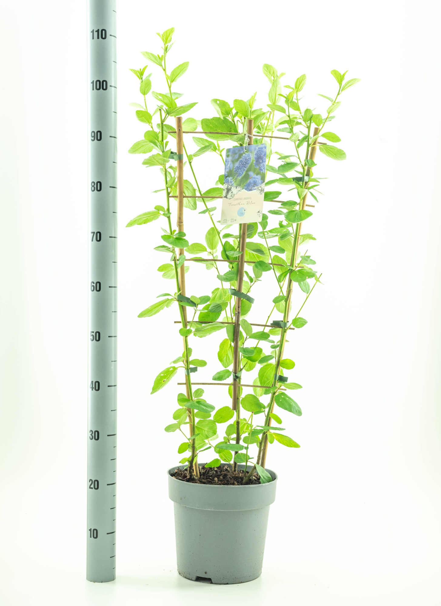 Ceanothus arb. 'Trewithen Blue', D 26 cm