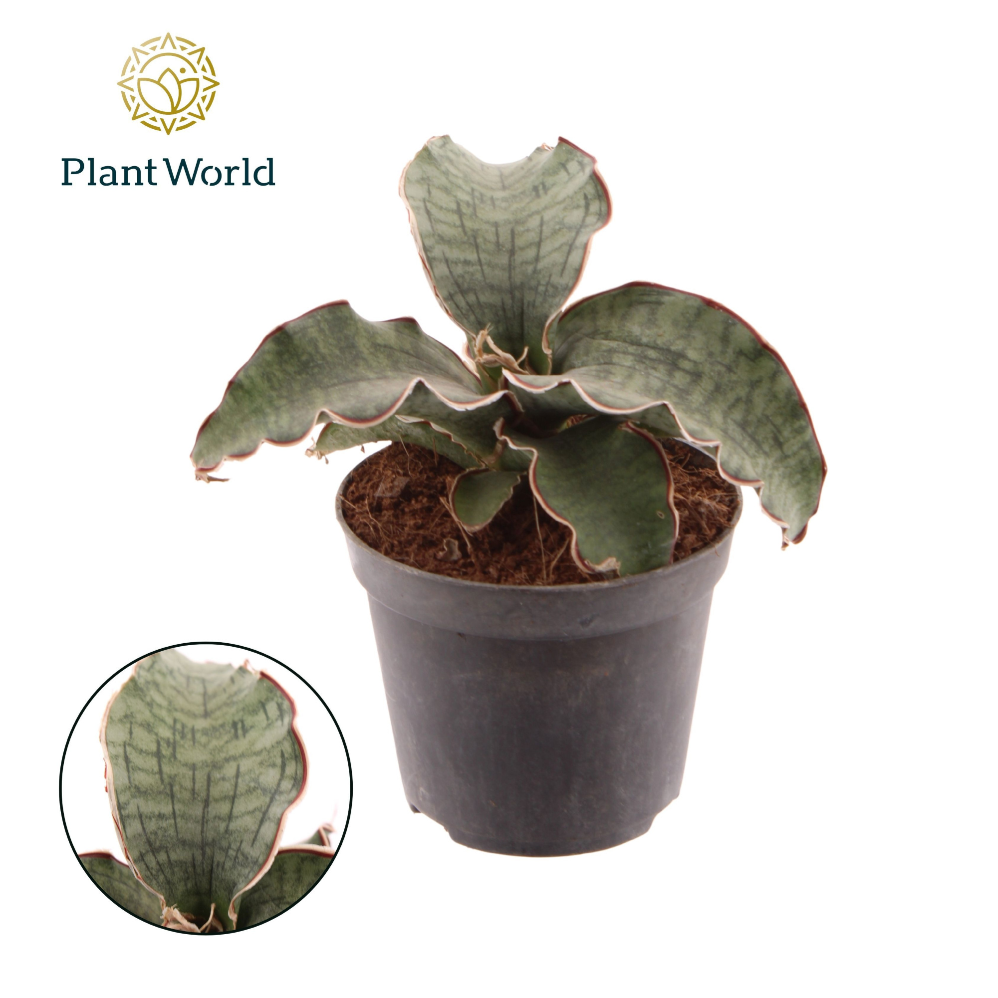 Sansevieria Kirkii Silver Blue, D 8,5