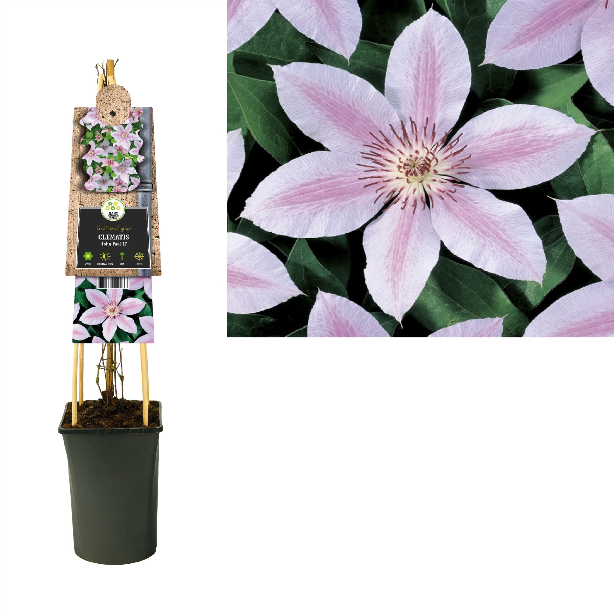 Clematis 'John Paul II' +3.0 label, D 17 cm