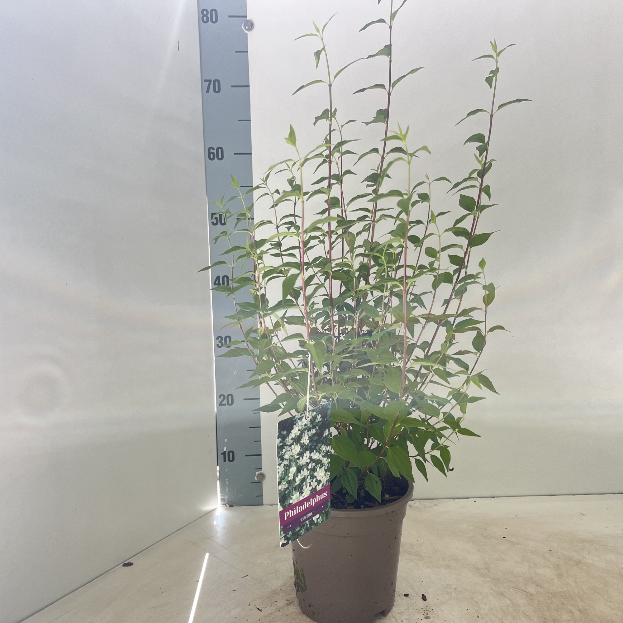 Philadelphus 'Lemoinei', D 17 cm