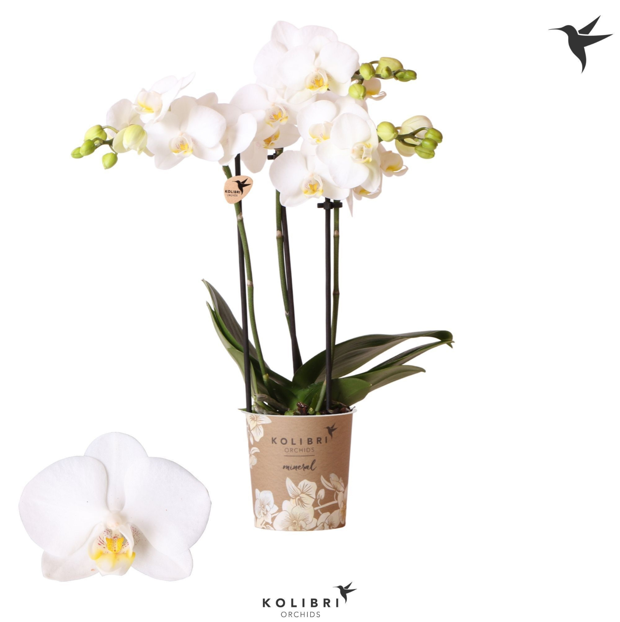 Kolibri Orchids Phalaenopsis Sweden 3 spike, D 9