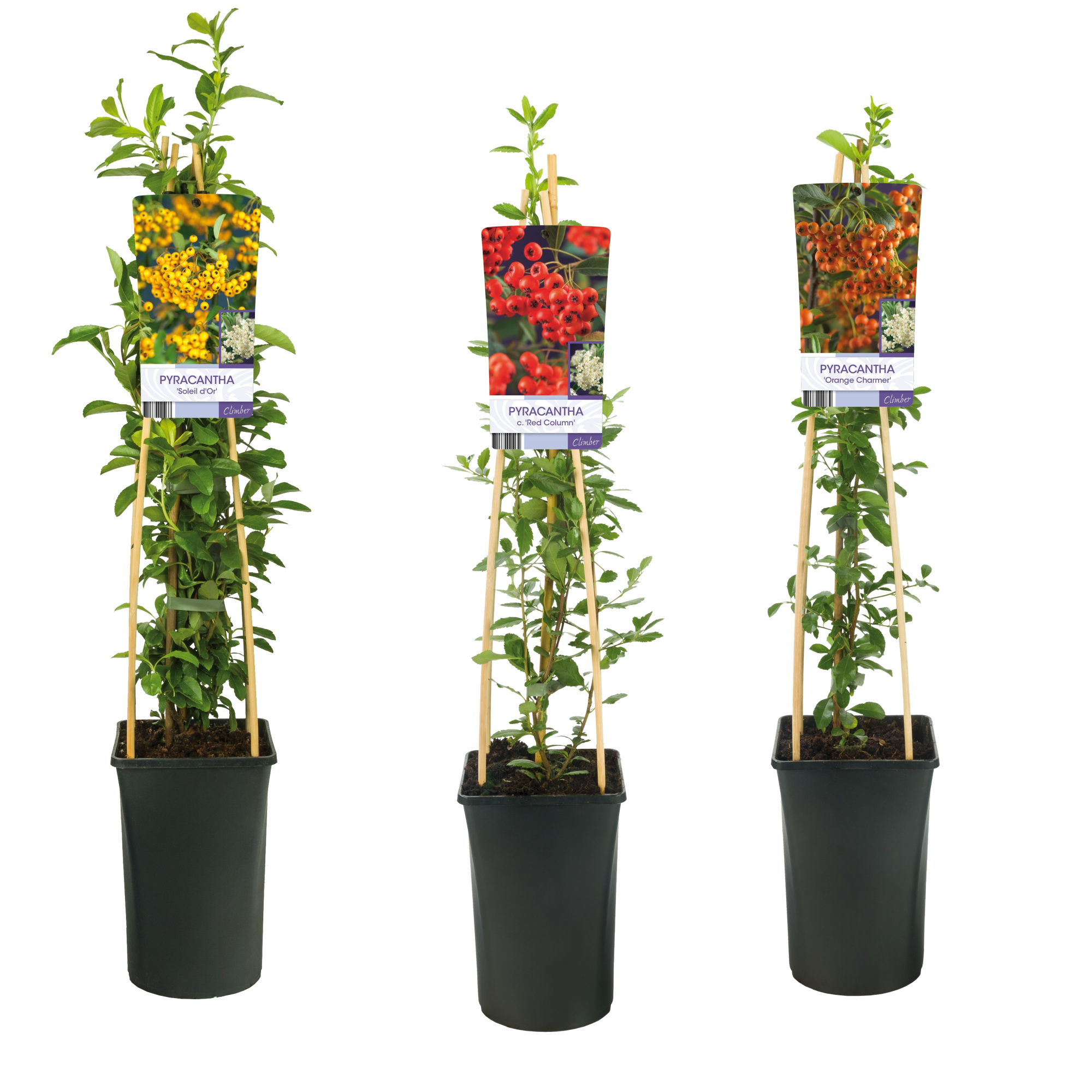 Mixtray Pyracantha +light label, D 17