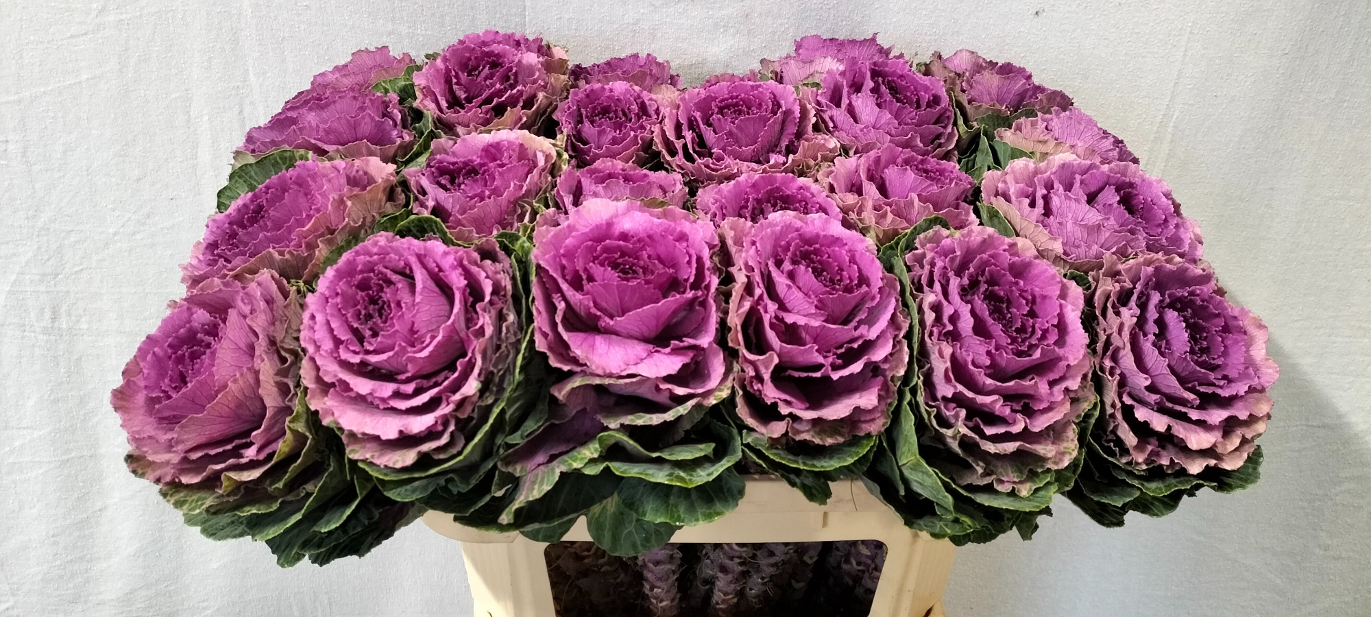 Брассика Крэйн Руби 70, шт.