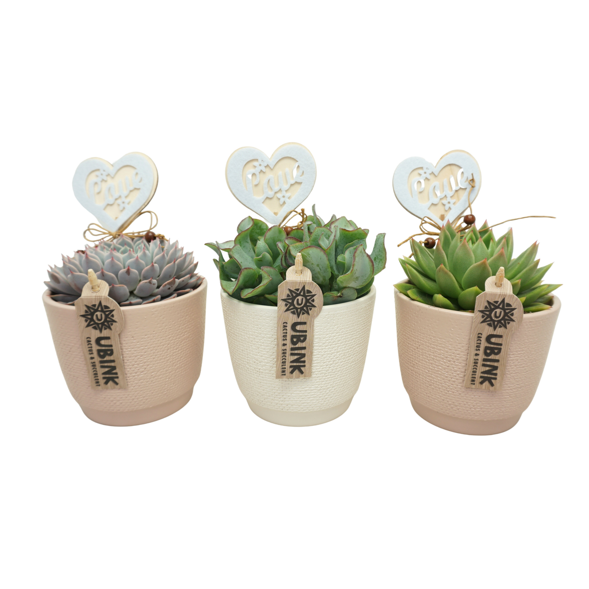 Succulent mix in 12 cm 'Pastel Pot' met Hart, D 10,5