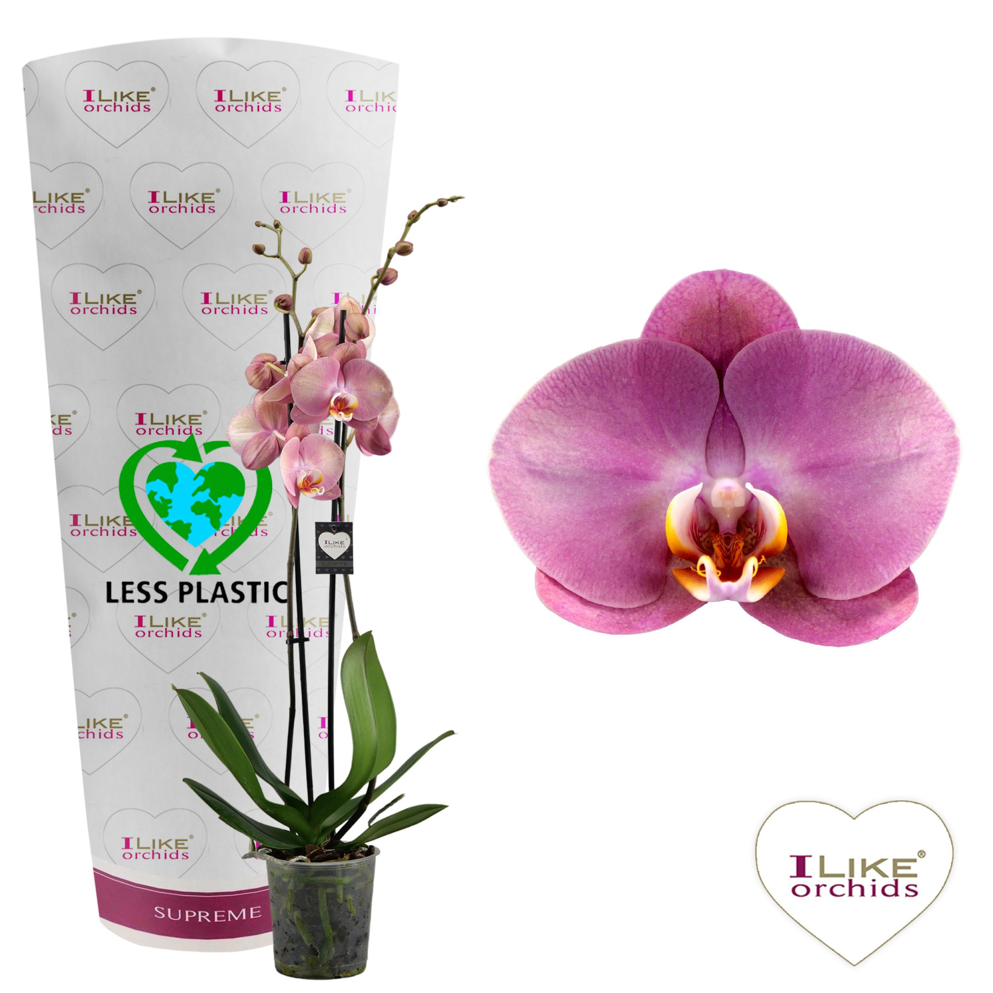 Phalaenopsis Honey Peach - 2 tak 70cm (Less Plastic), D 12 cm