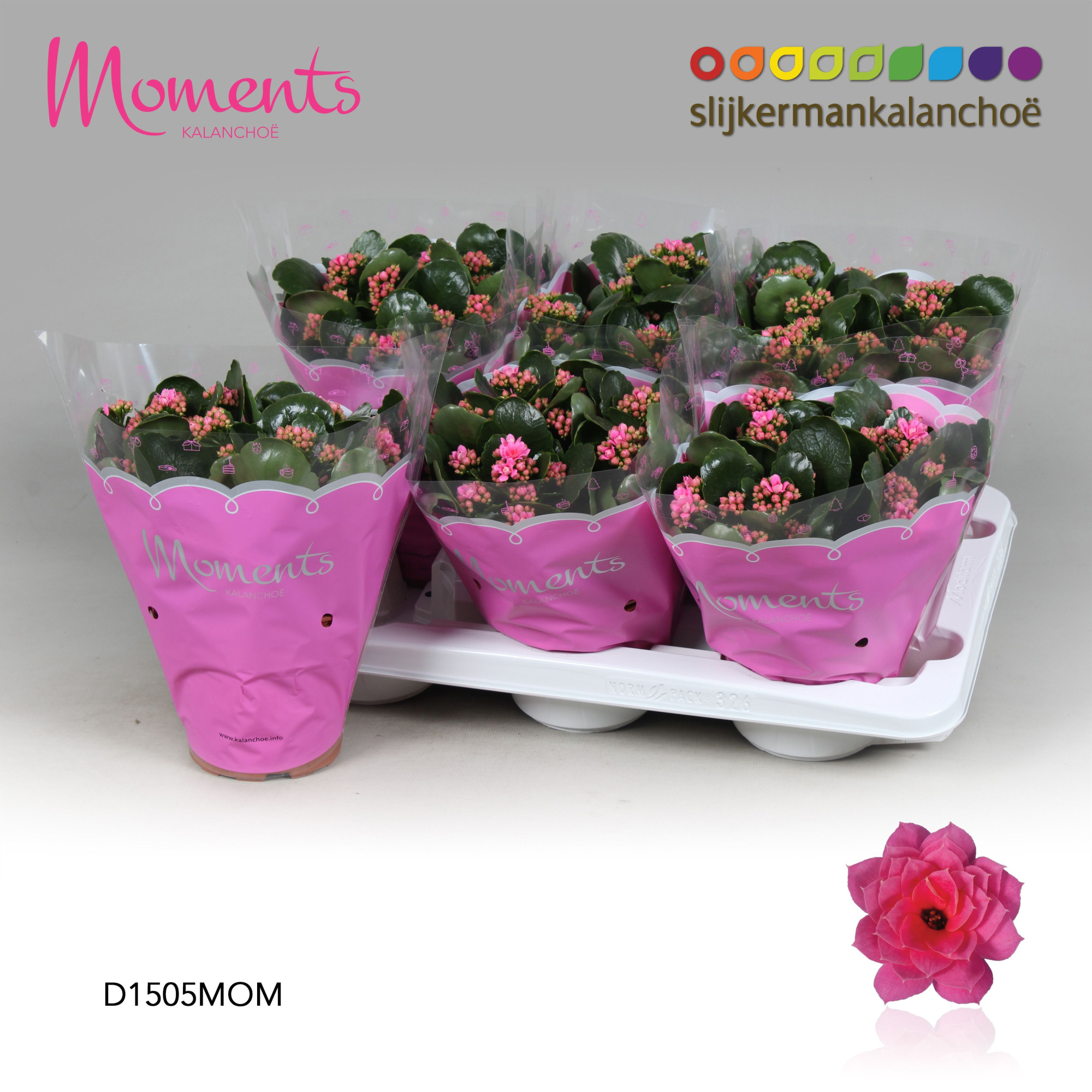 Kalanchoe Moments - Pink, D 15 cm