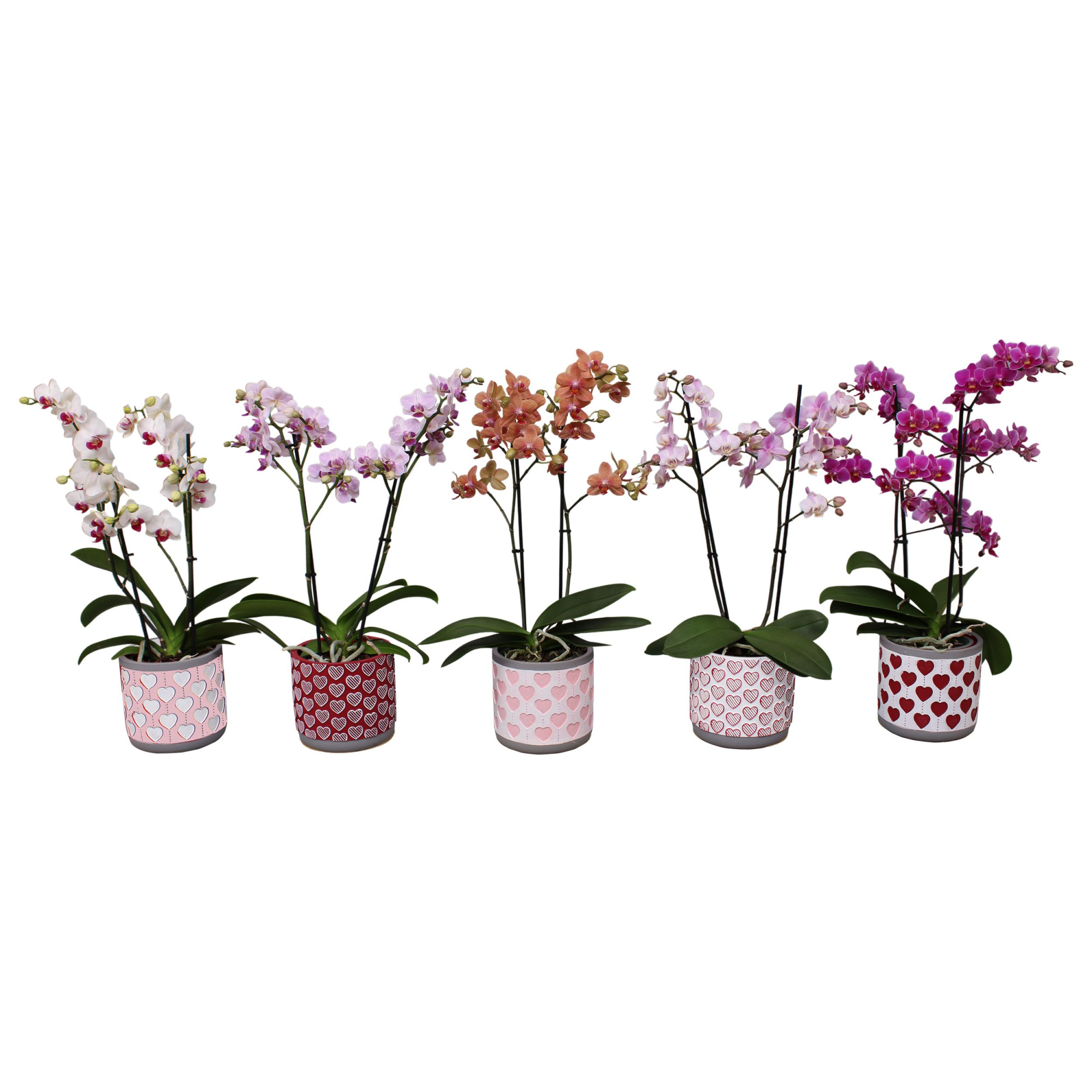 Phal. Multi 2-tak mix in keramiek BGC021, D 12