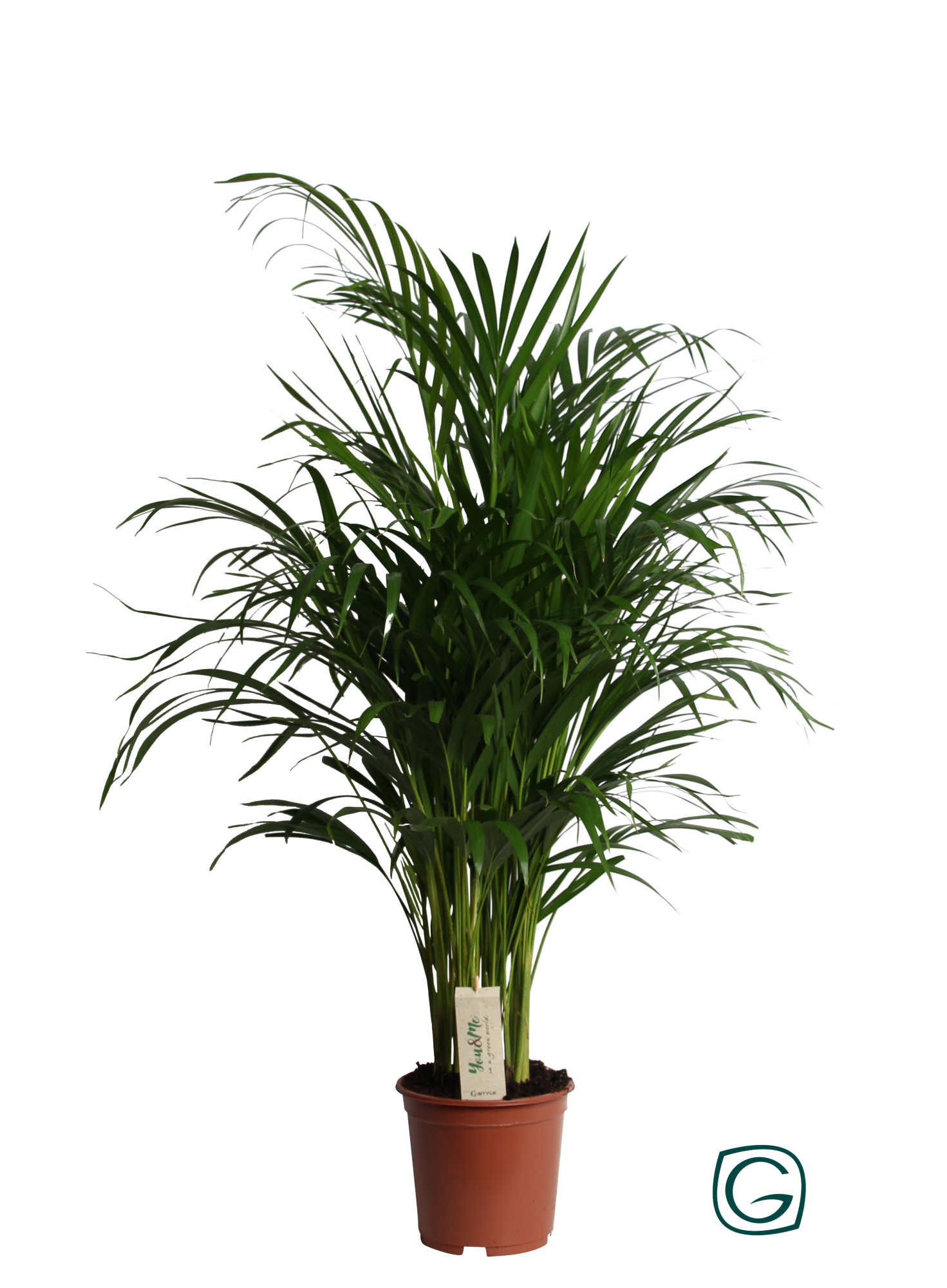 Dypsis Lutescens (Areca) P19, D 19 cm