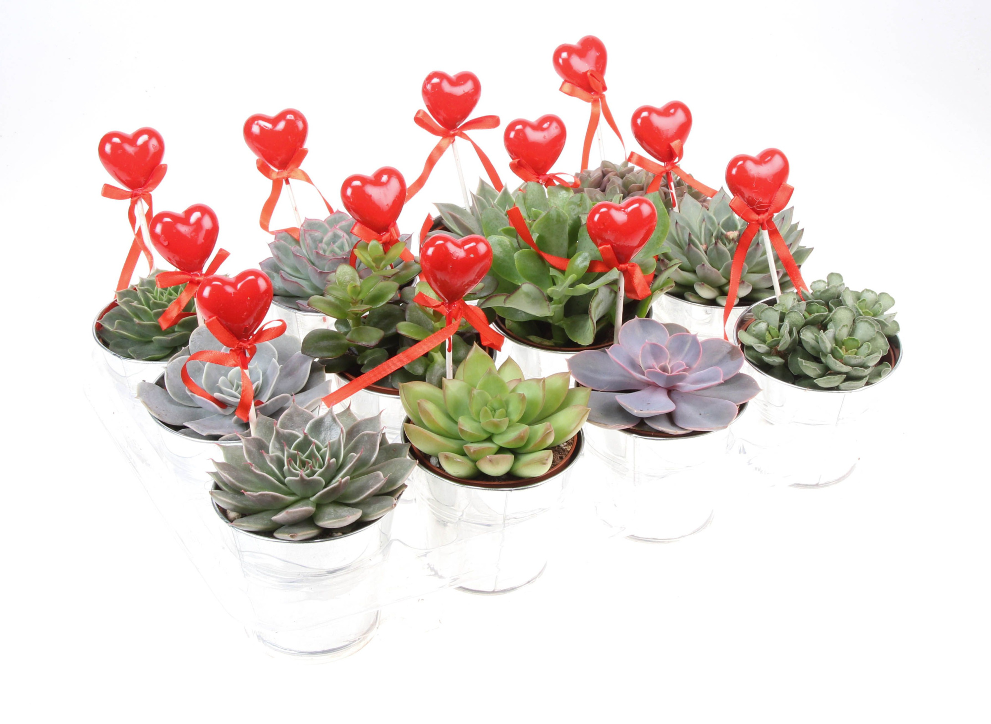 Zink succulent mix + hartje, D 8,5