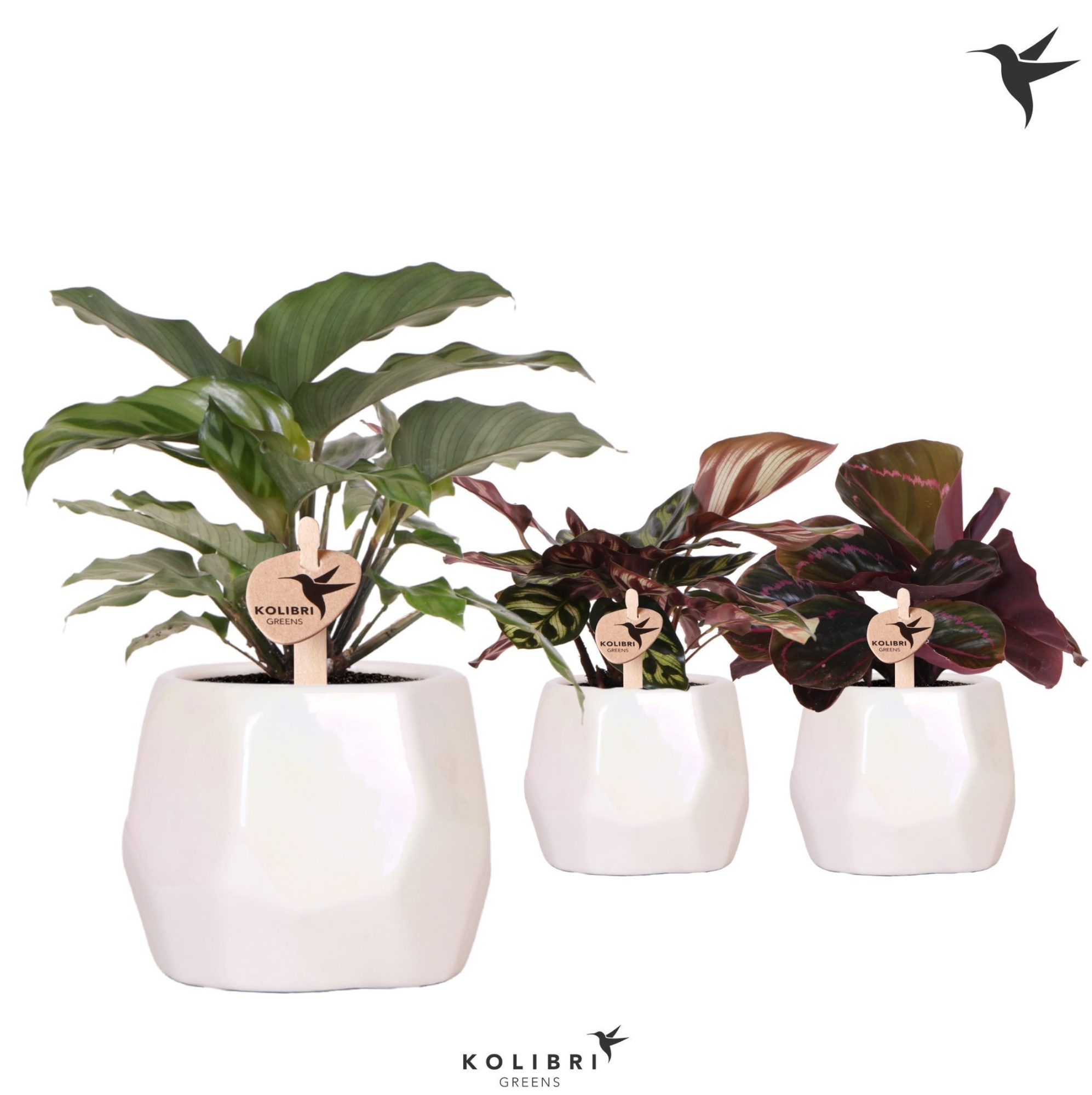 Kolibri Greens Calathea mix in Pearl pot travertine, D 9 cm