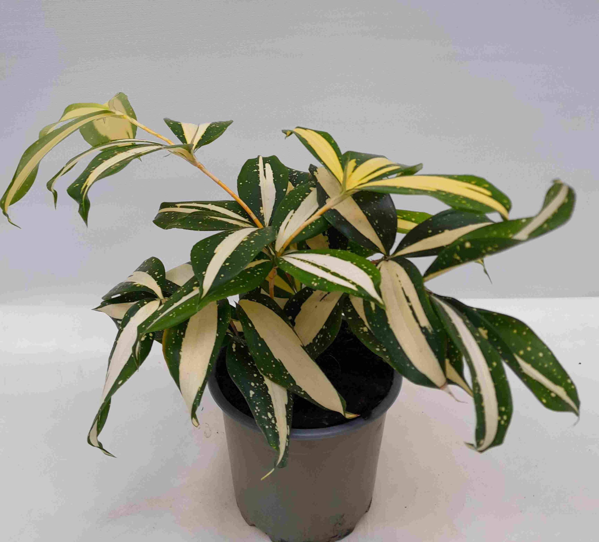 DRACAENA GODSEFFIANA 'Milky Way', D 12