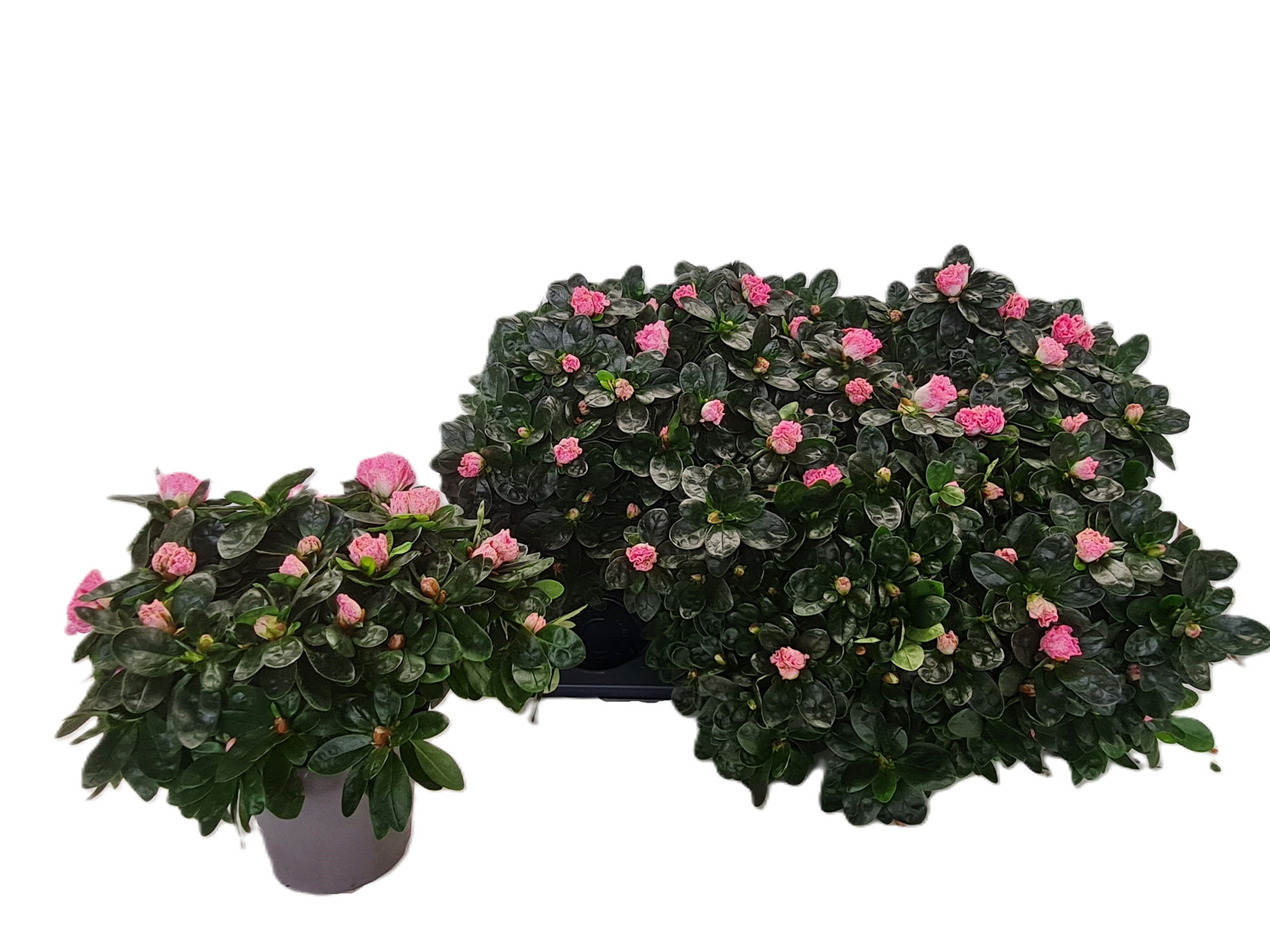 Gekoelde vogels Aqaurelle, D 14