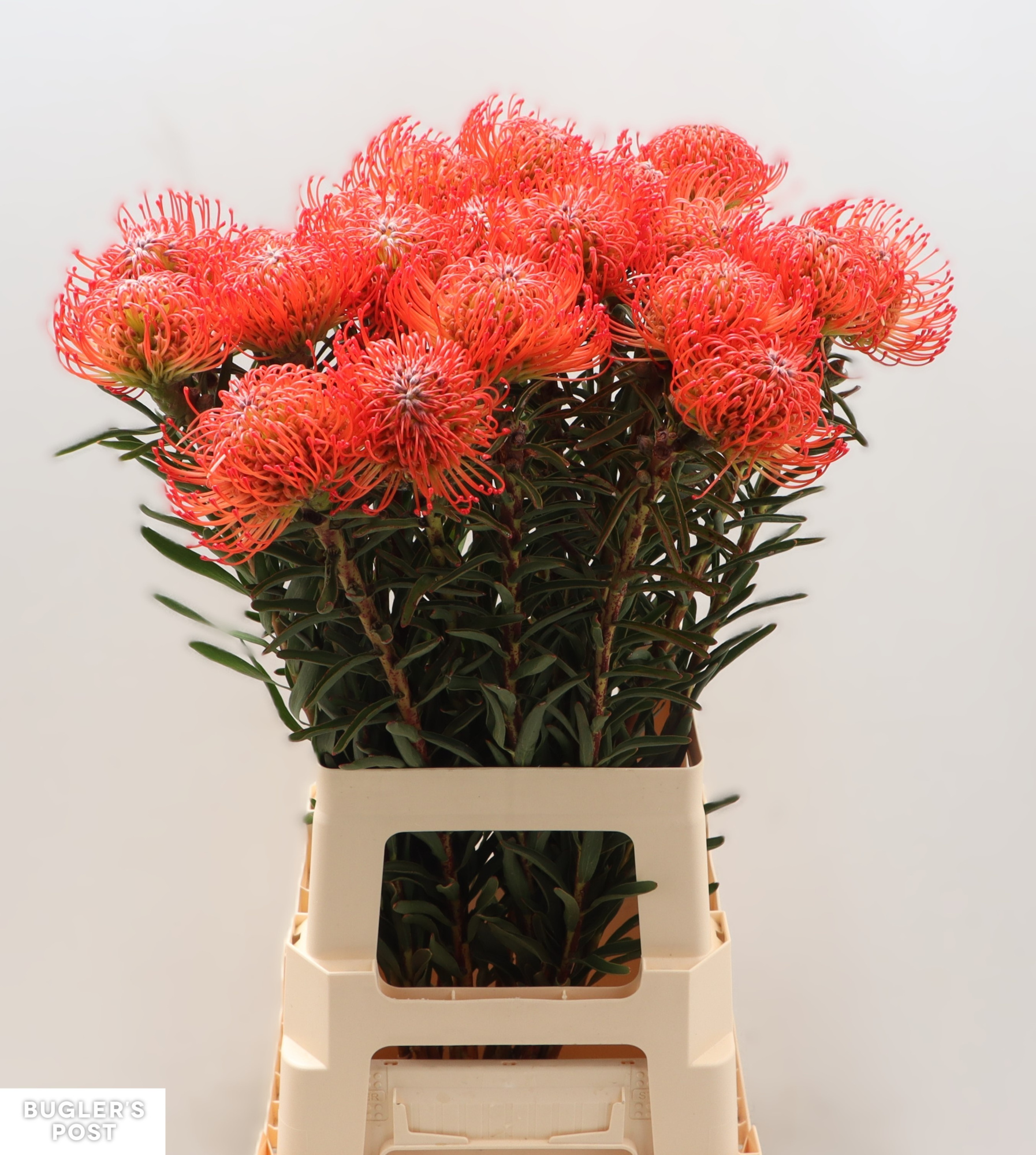 Нутанс Саксешн 70, шт.