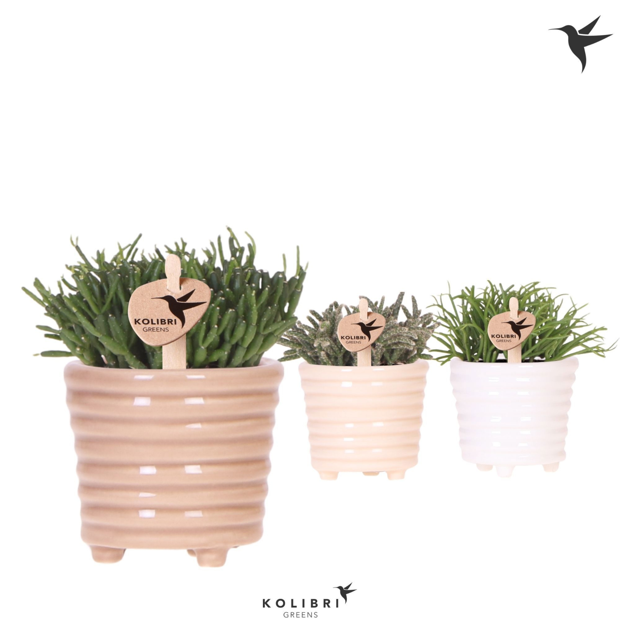 Kolibri Greens Rhipsalis mix in Ring pot mix, D 6