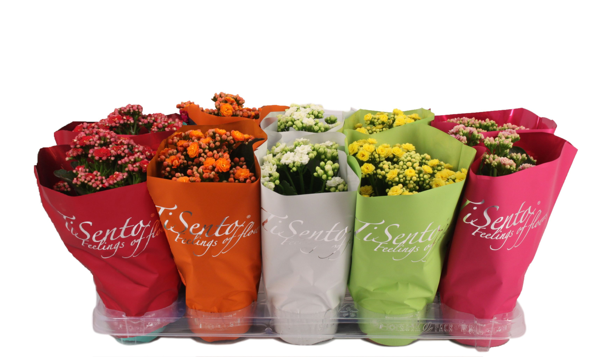 Calandiva 12cm - Italië Zomer Mix, D 12 cm