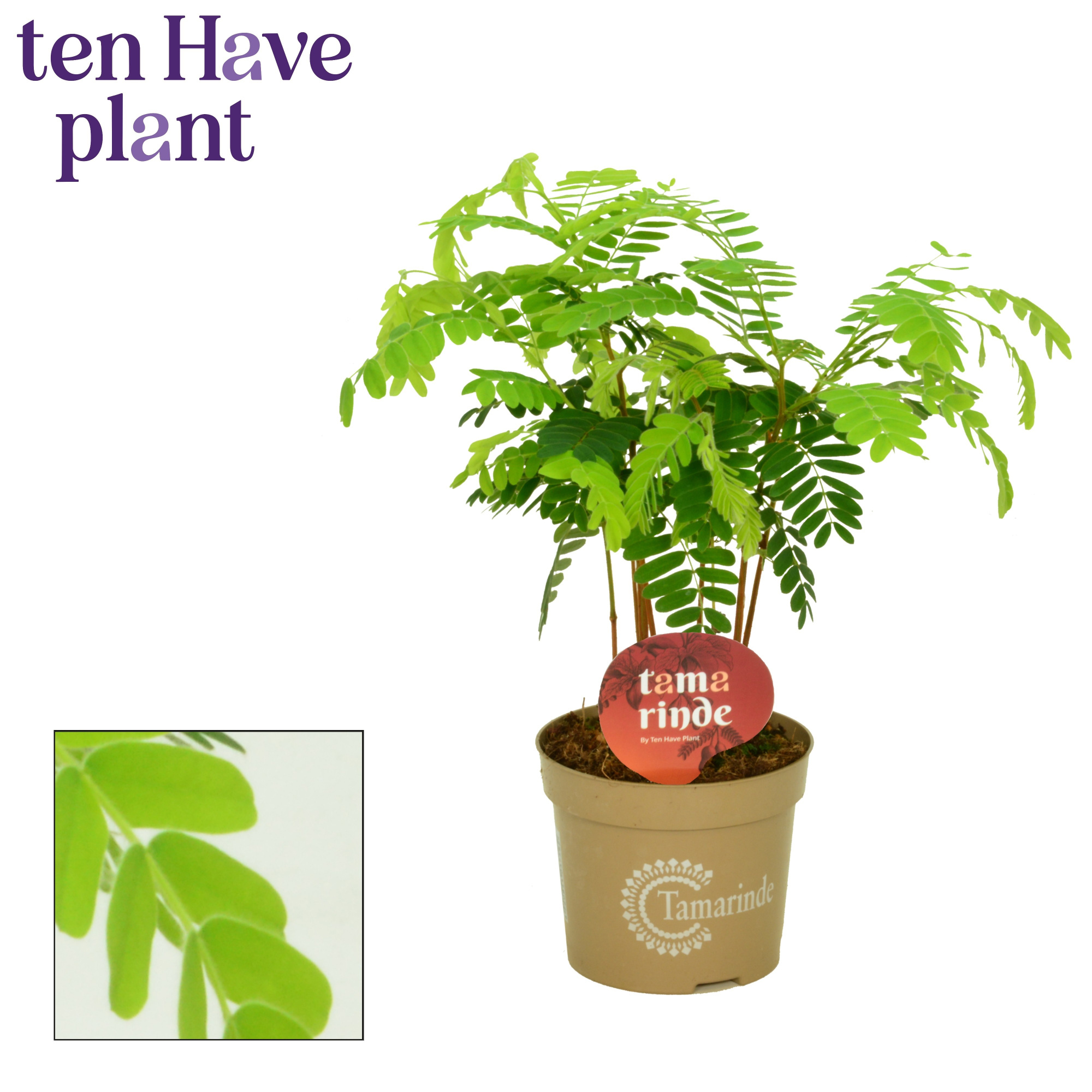 Tamarinde 13 cm, D 13