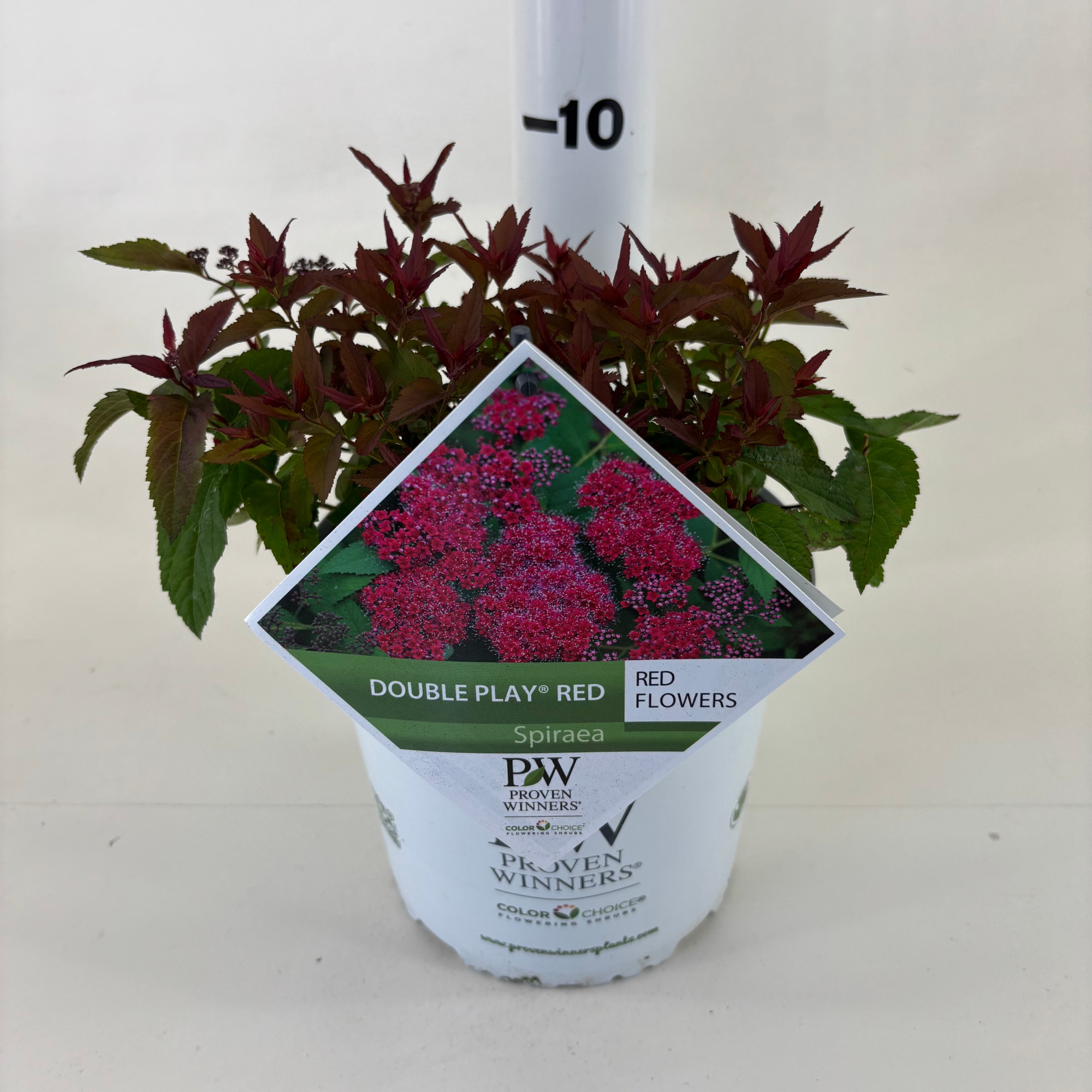 Spiraea Double Play ® Red, D 19 cm