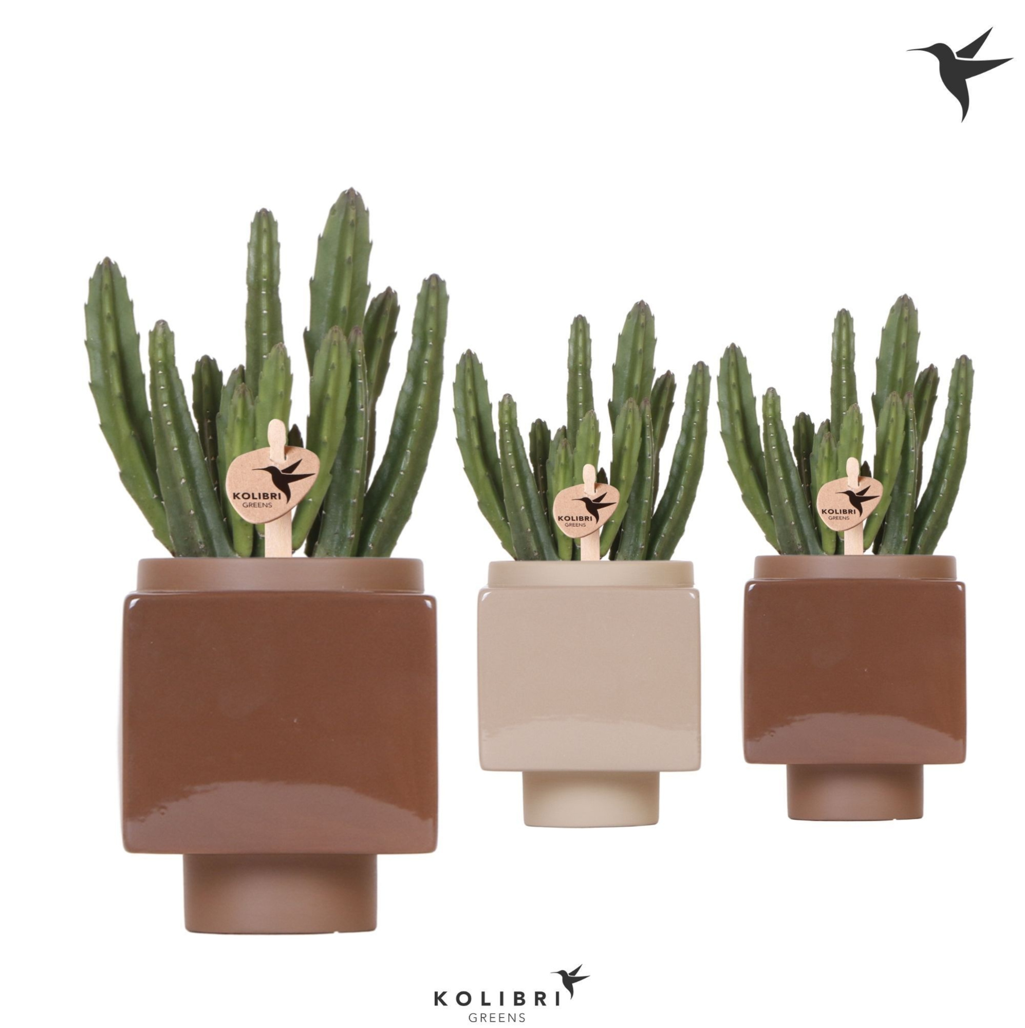 Kolibri Greens Stapelia Leendertziae in Cube pot brown, D 9
