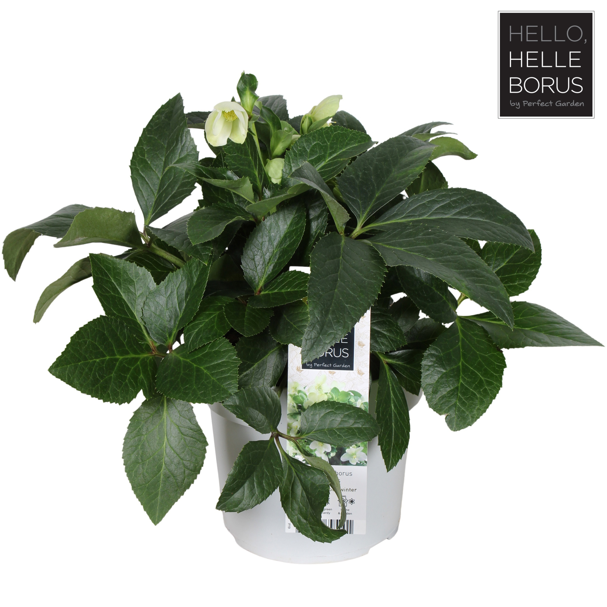 Helleborus Endless P19, D 19 cm