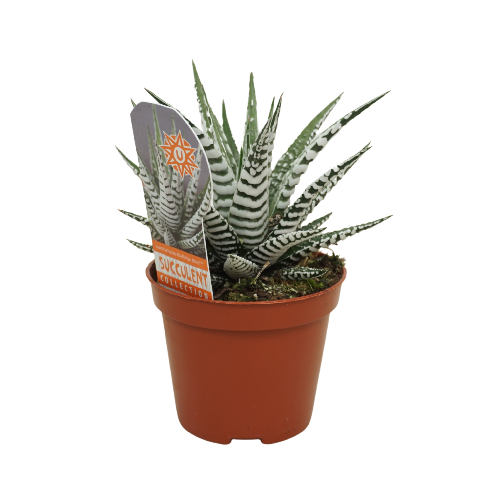 Haworthia fasciata 'Alba' 8,5 cm met etiket, D 8,5 cm