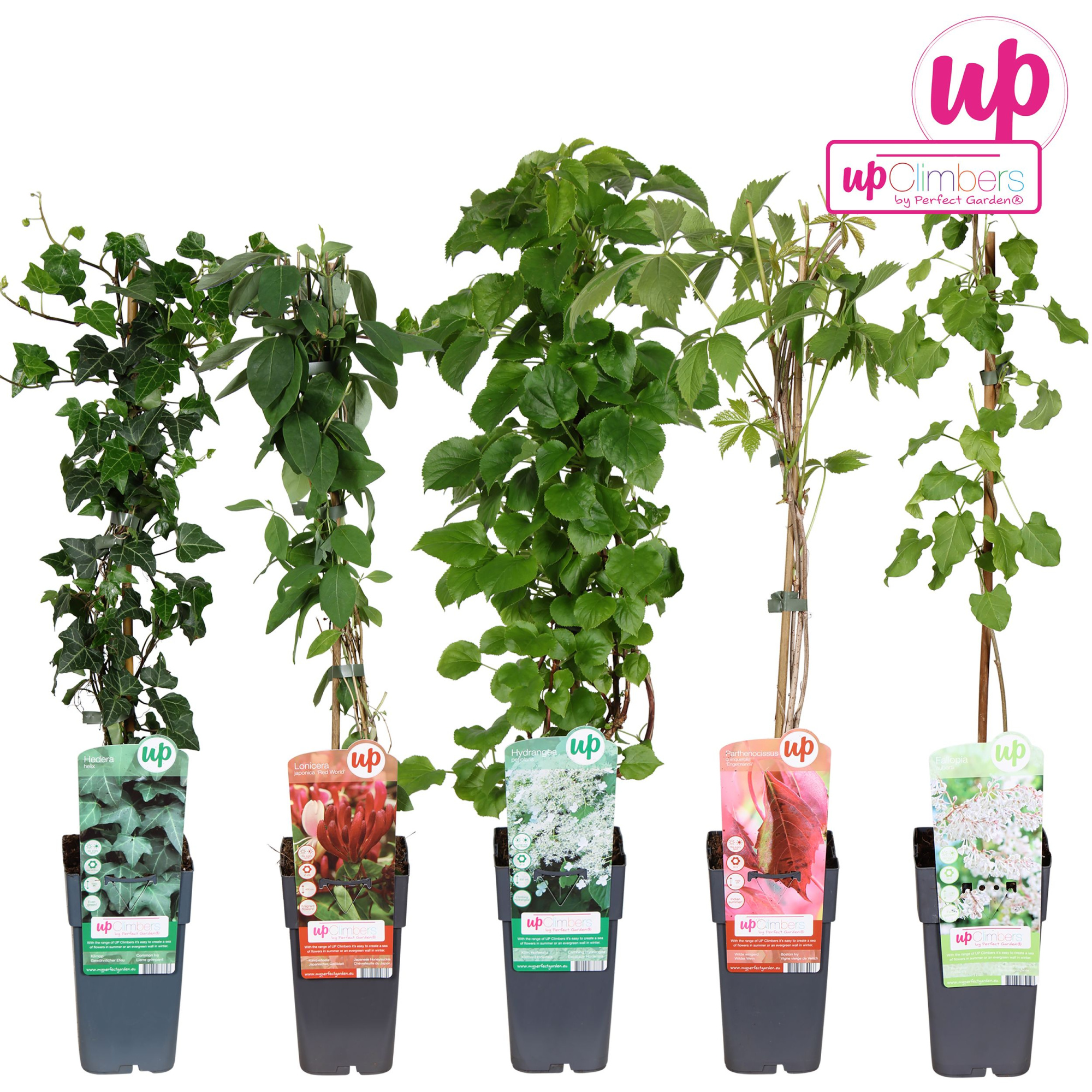 Klimplanten mix laag standaard P15, D 15 cm