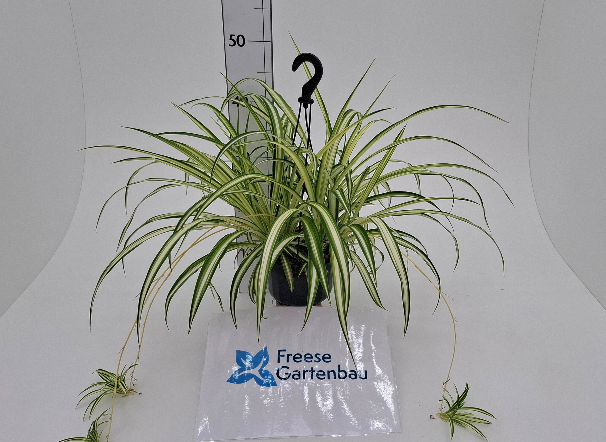 Chlorophytum Ampel T14, D 14