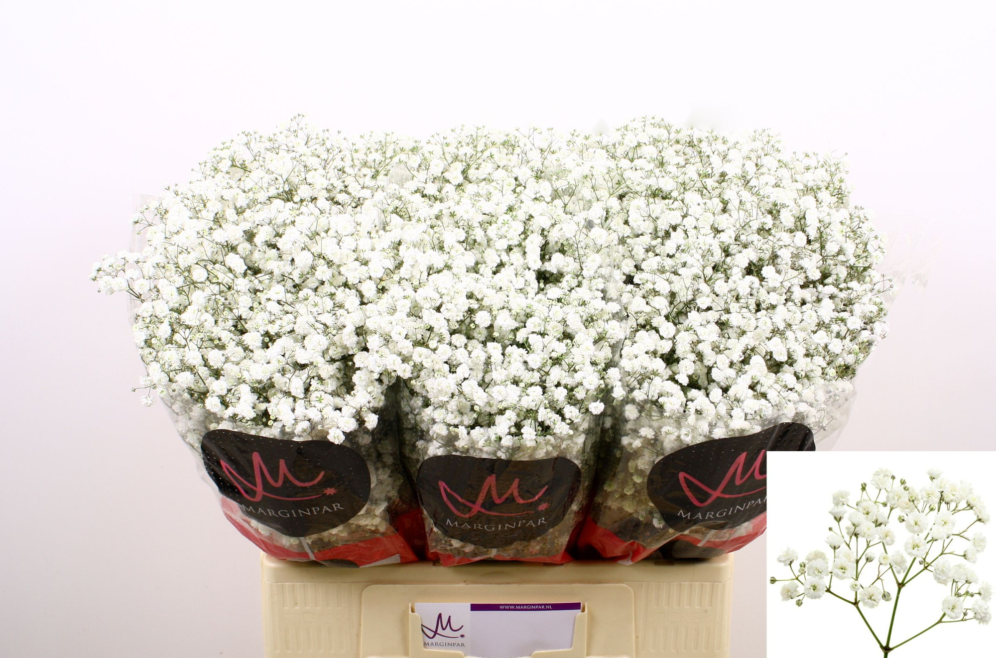 Гипсофила Экселенс 60, шт.