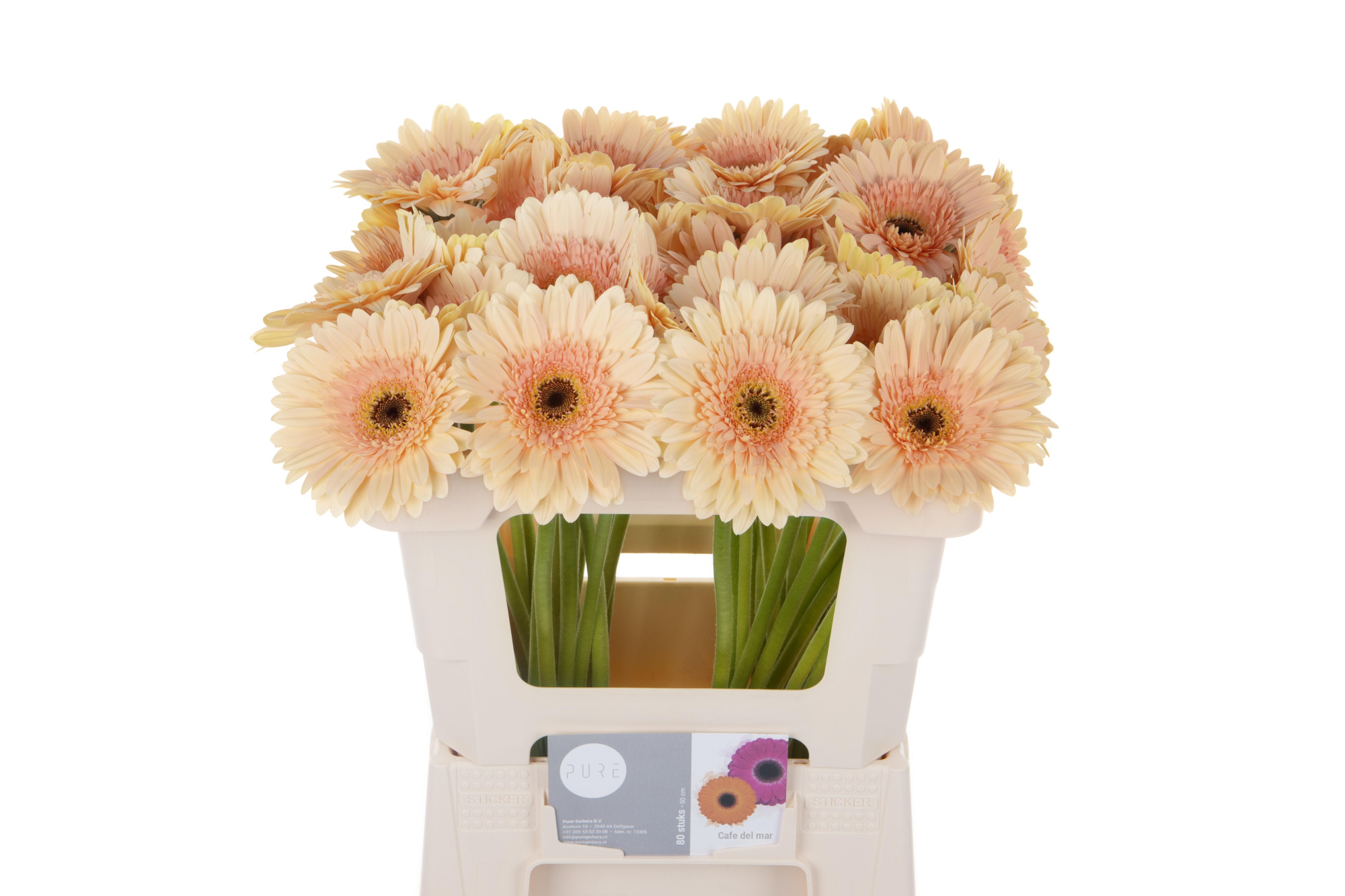 Гербера Кафе Дель Мар, шт.