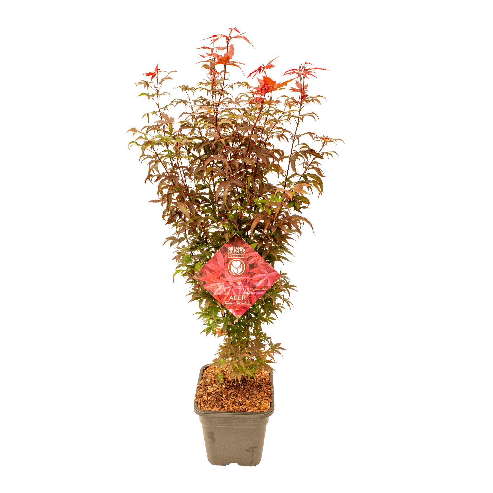 Acer palm. 'Twombly's Red Sentinel' ® VK14 PREMIUM, D 28 cm