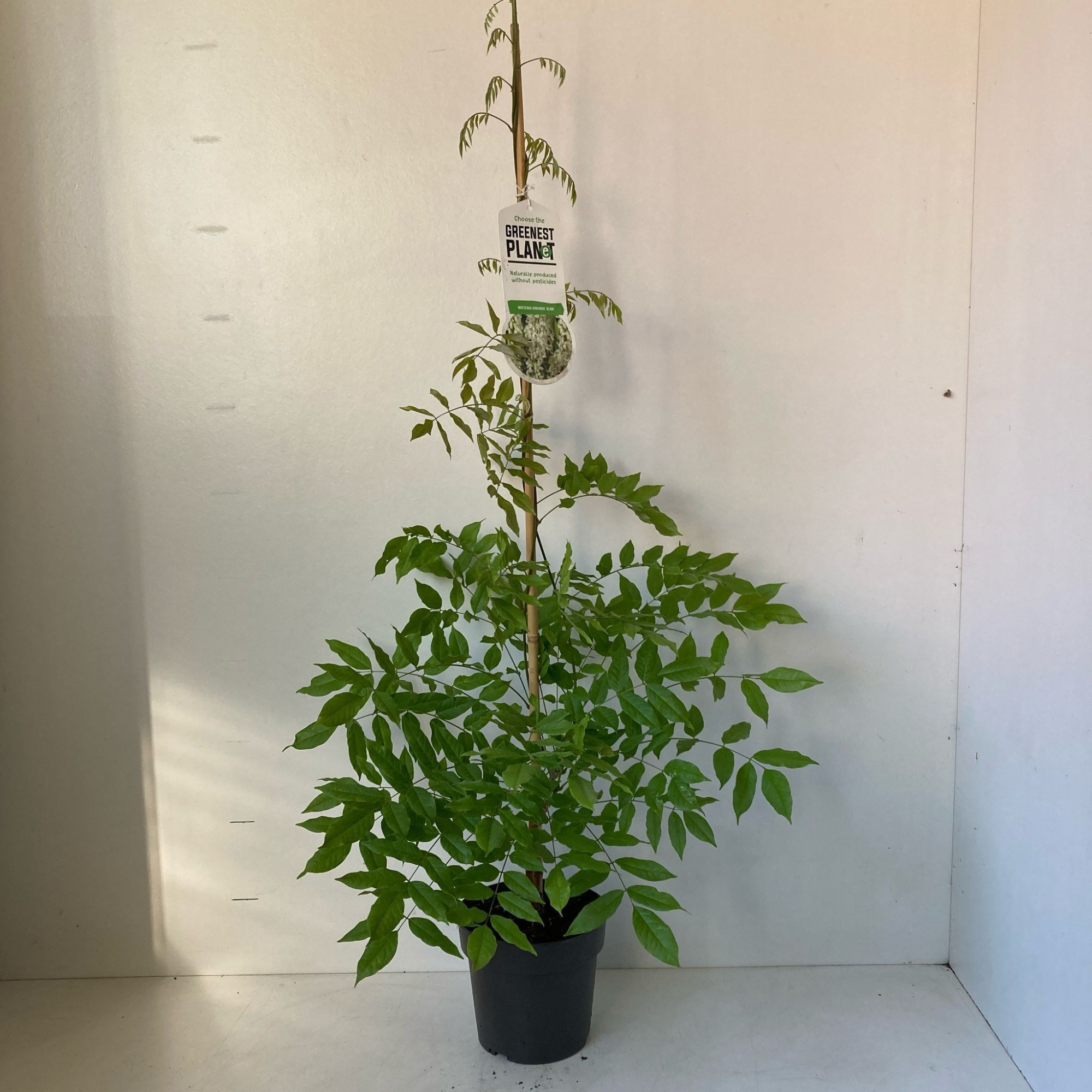 Wisteria sinensis 'Alba', D 17 cm