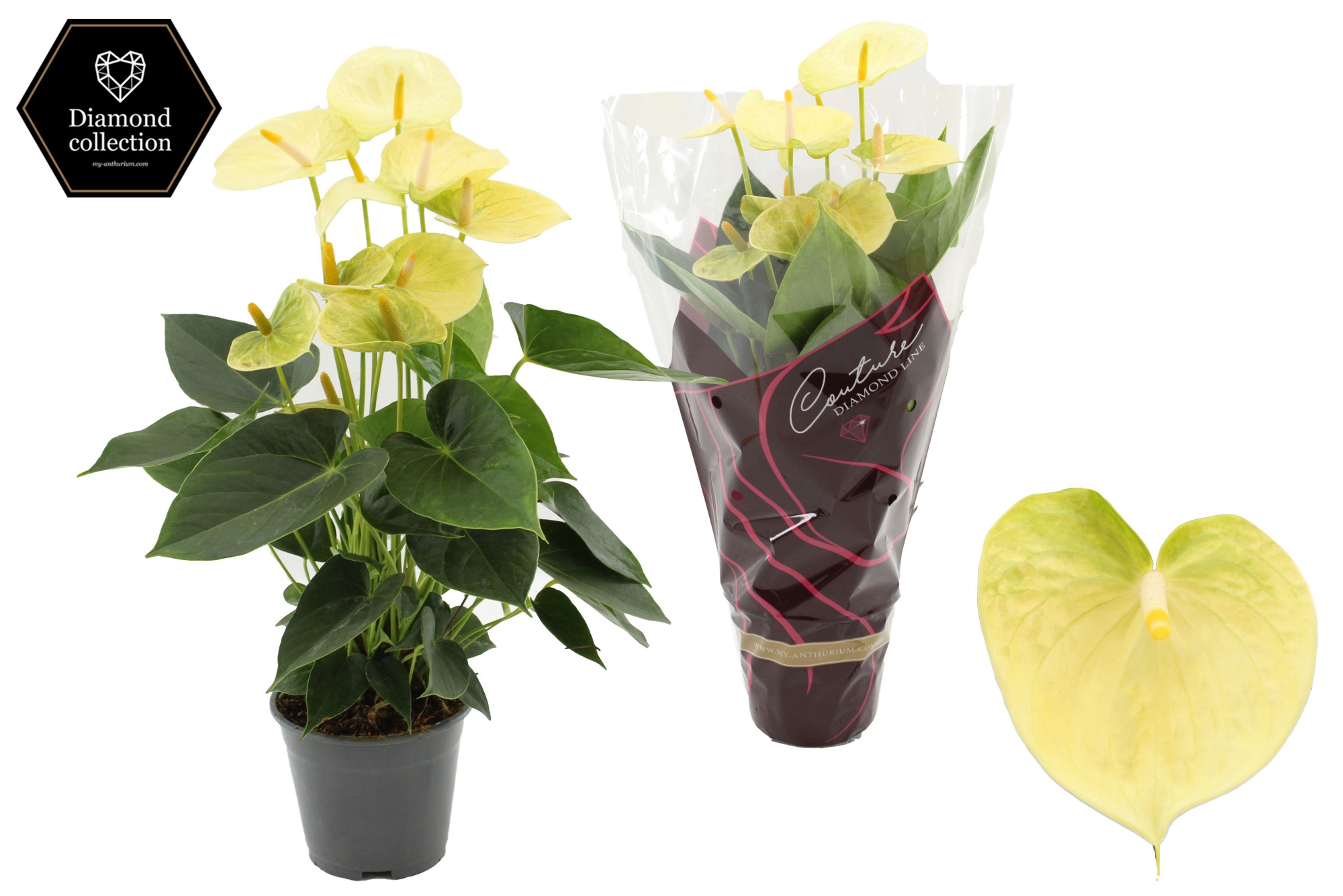 Anthurium 14 cm Vanilla in Couture Diamond Line Purple sleeve, D 14