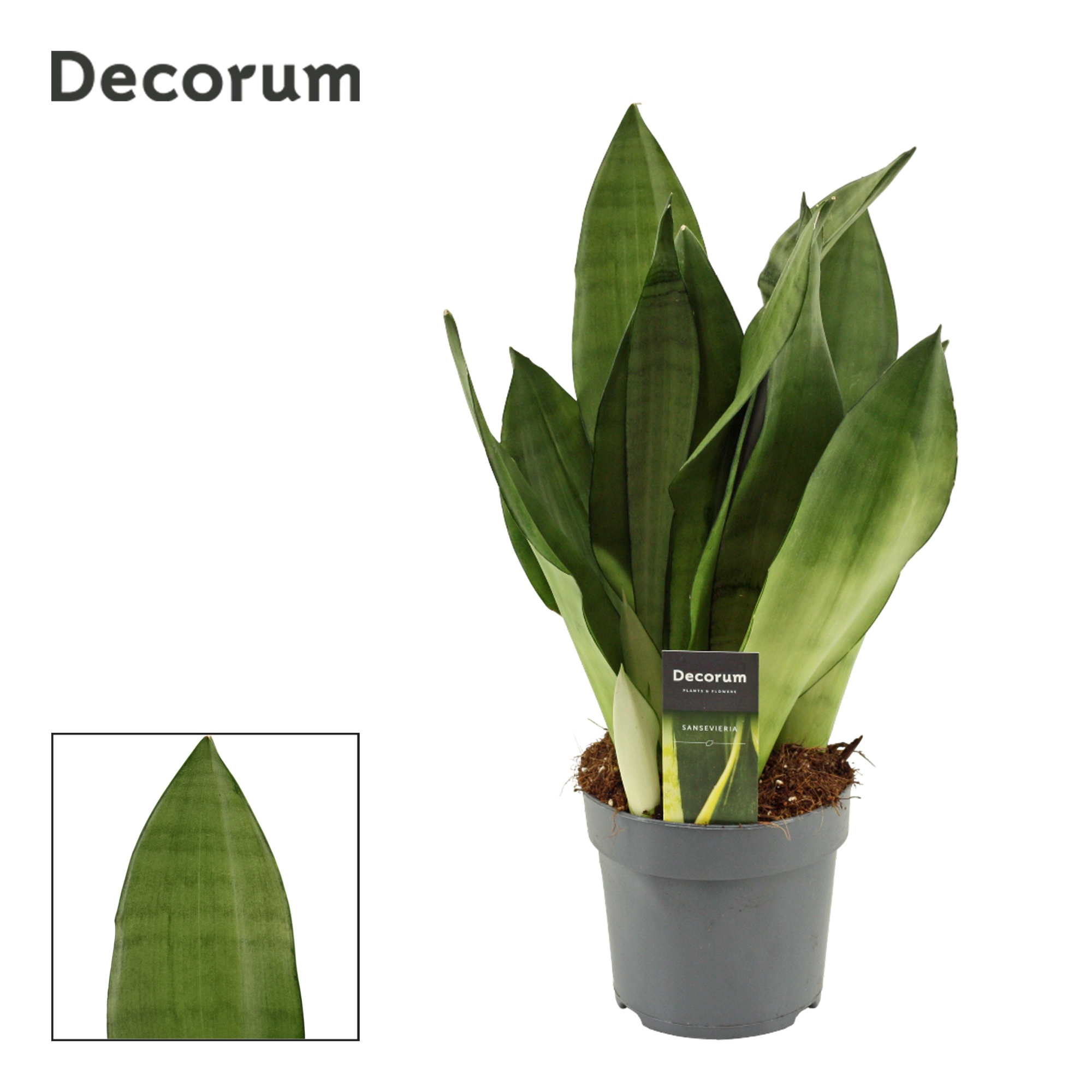 Sansevieria Moonshine 14 cm (Decorum), D 14 cm